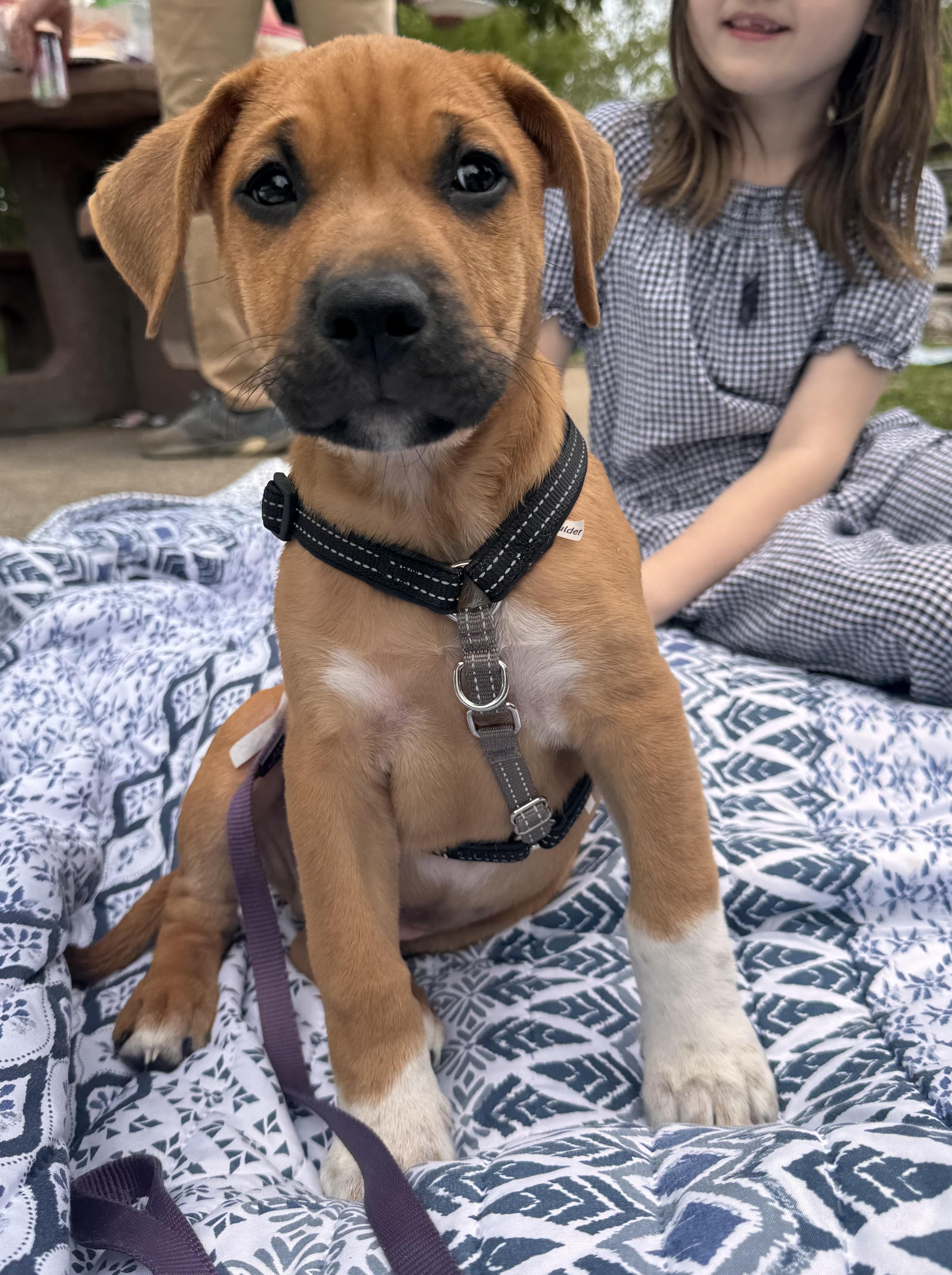 Enlarge Scrappy, a ADOPTABLE Mixed Breed in Columbia, MO image 4/6