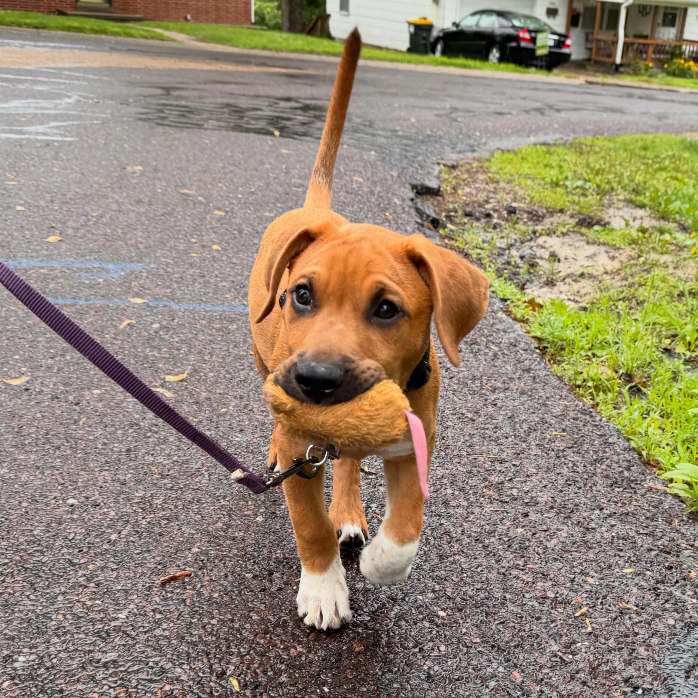 Scrappy, a ADOPTABLE Mixed Breed in Columbia, MO image 4/5