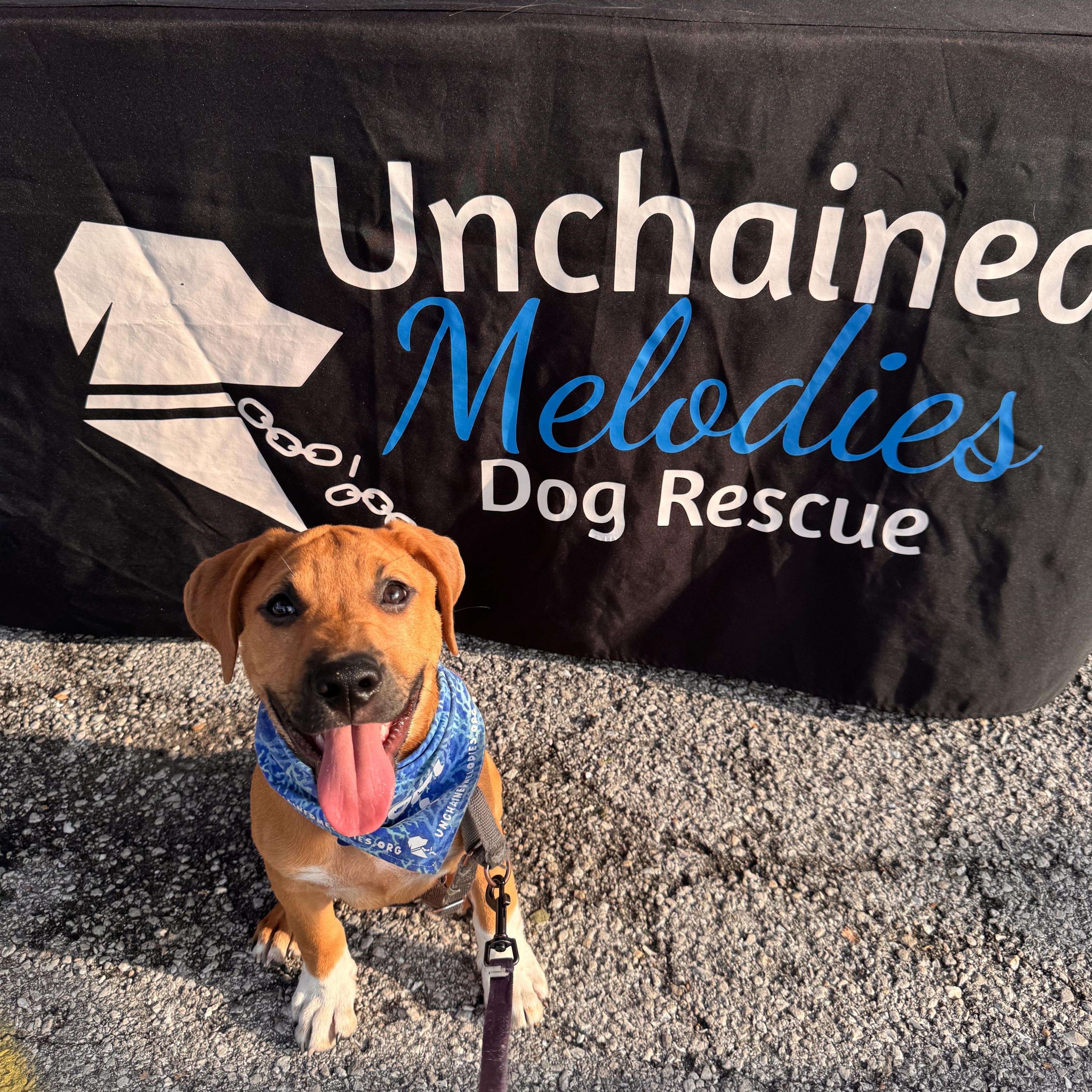 Scrappy, a ADOPTABLE Mixed Breed in Columbia, MO image 2/5