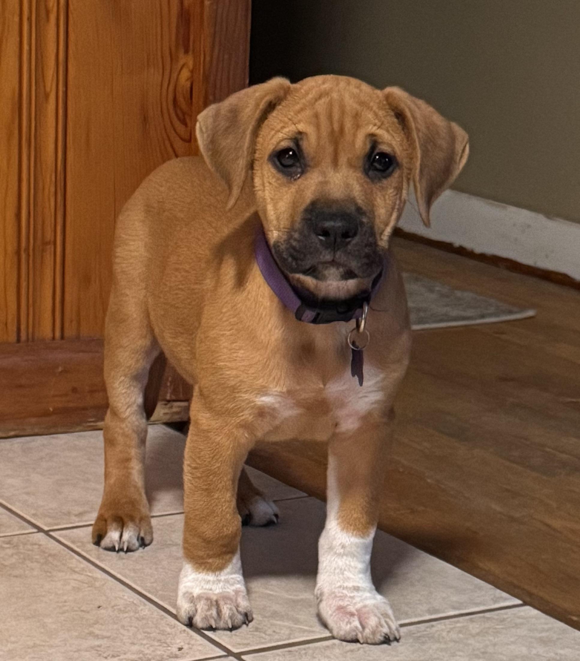 Enlarge Scrappy, a ADOPTABLE Mixed Breed in Columbia, MO image 3/6