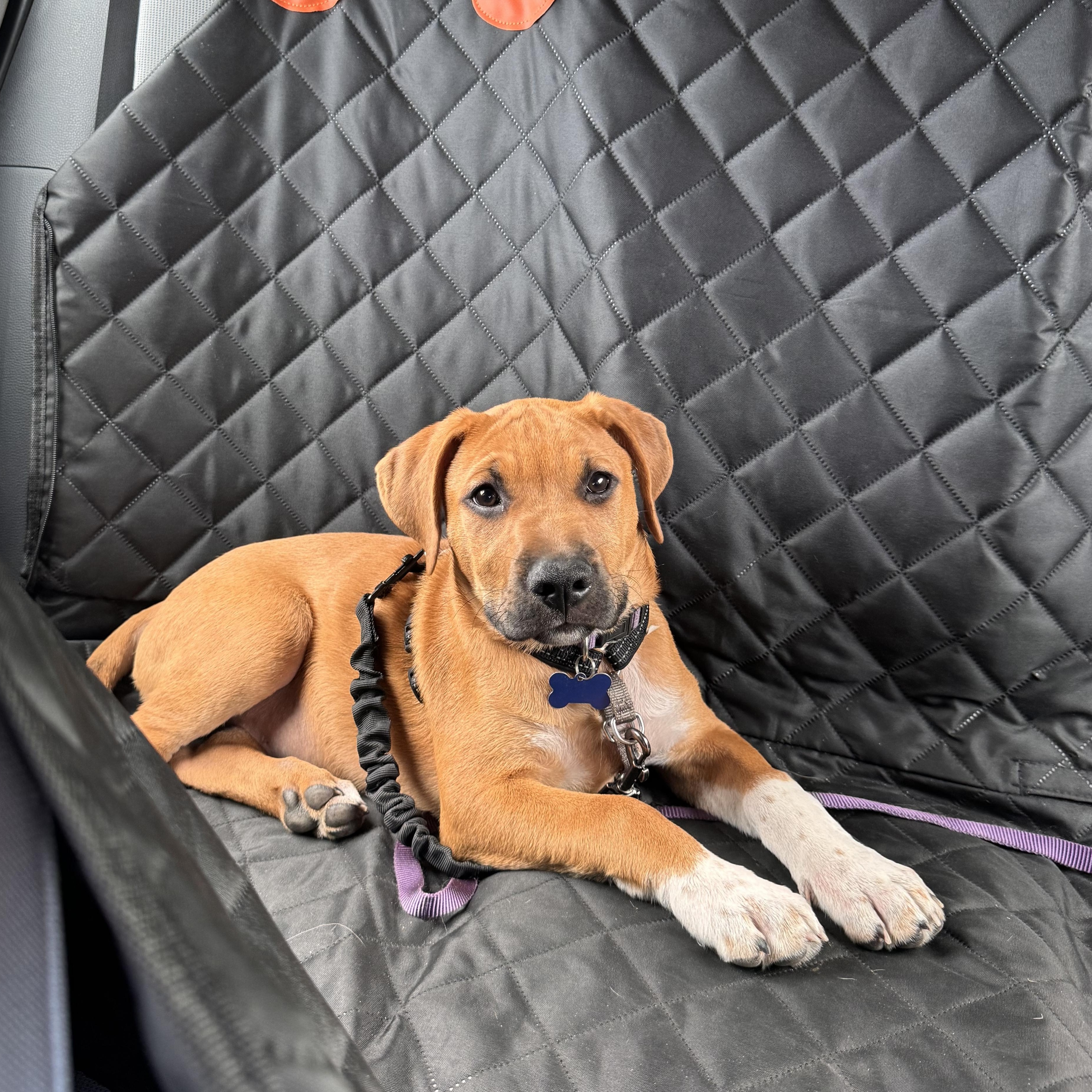 Scrappy, a ADOPTABLE Mixed Breed in Columbia, MO image 5/5