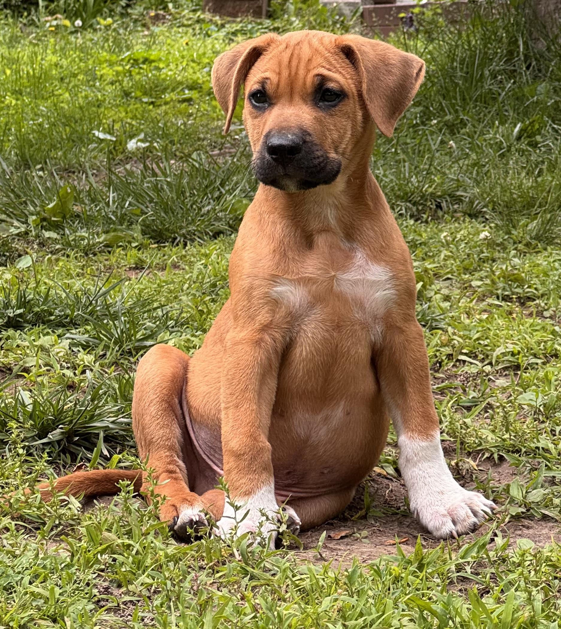 Enlarge Scrappy, a ADOPTABLE Mixed Breed in Columbia, MO image 6/6