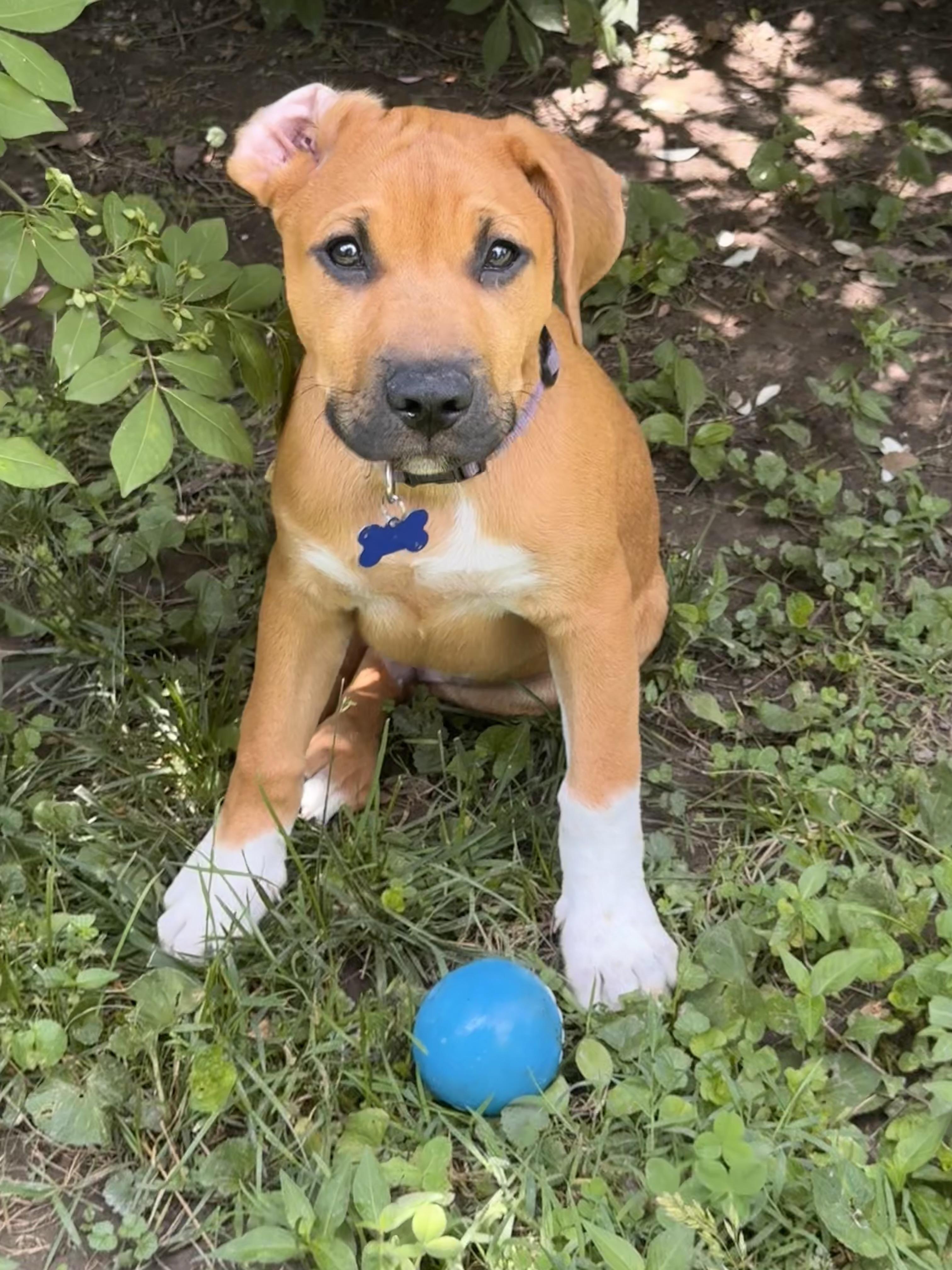 Scrappy, ADOPTABLE, Puppy Male Mixed Breed.