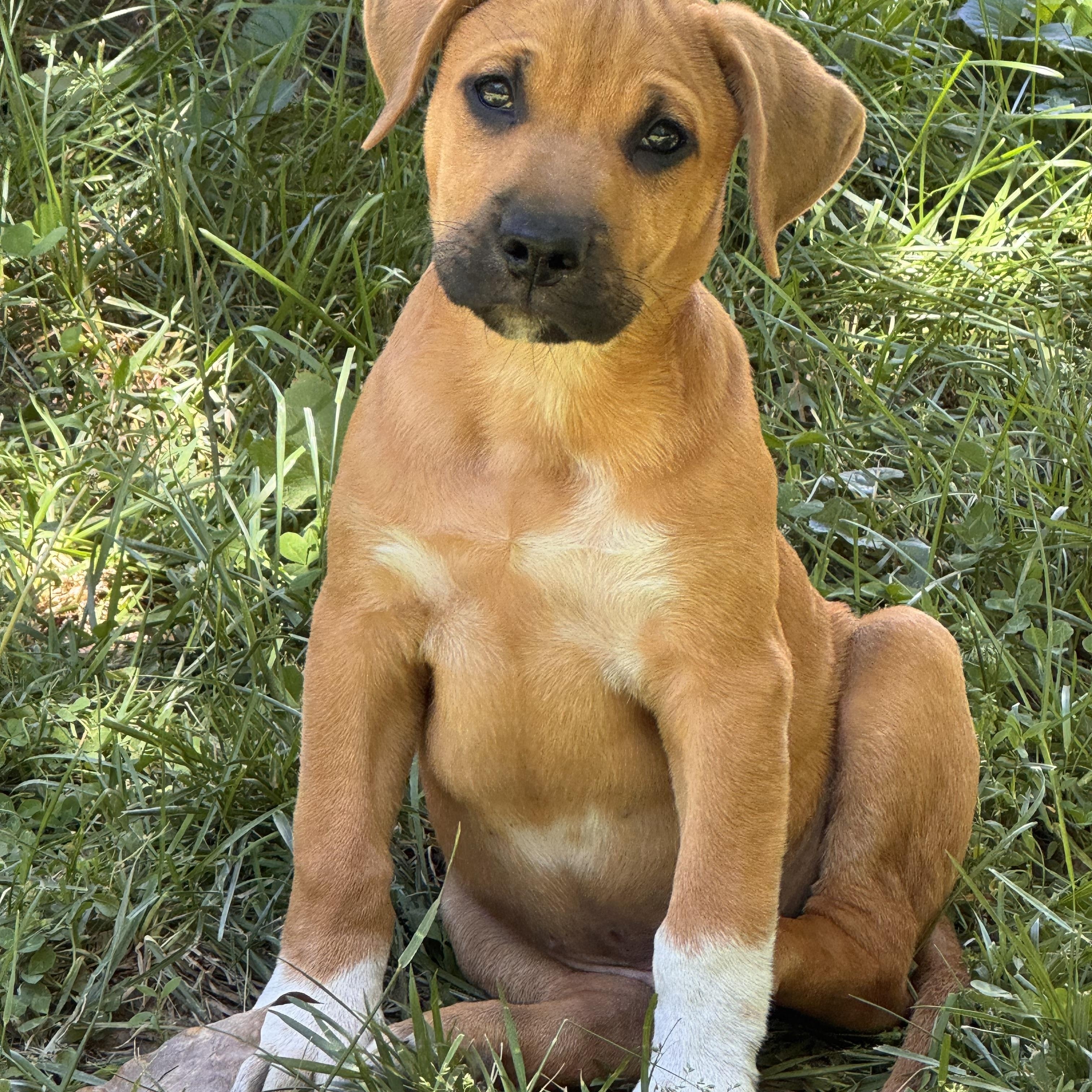 Enlarge Scrappy, a ADOPTABLE Mixed Breed in Columbia, MO image 2/6