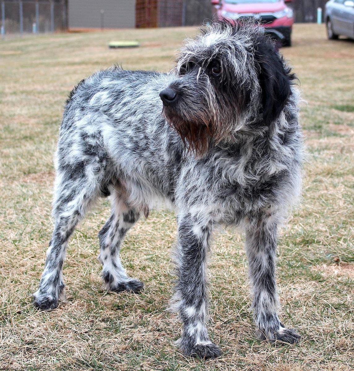 Enlarge Shamu, a ADOPTABLE mixed breed in Bedford, VA image 2/3