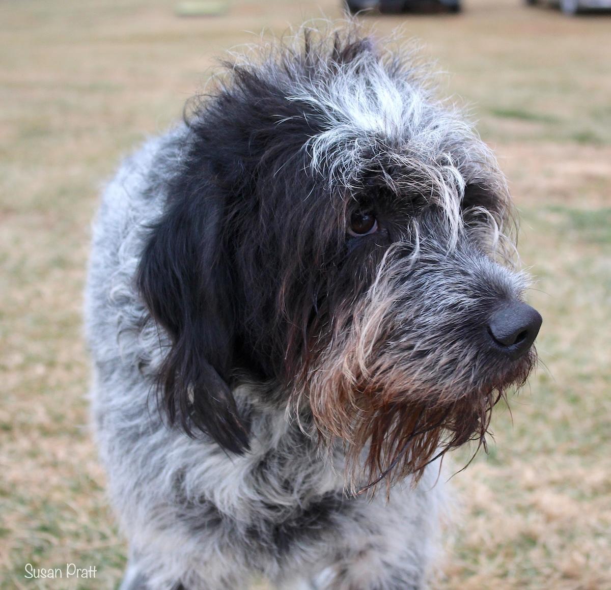 Enlarge Shamu, a ADOPTABLE mixed breed in Bedford, VA image 1/3