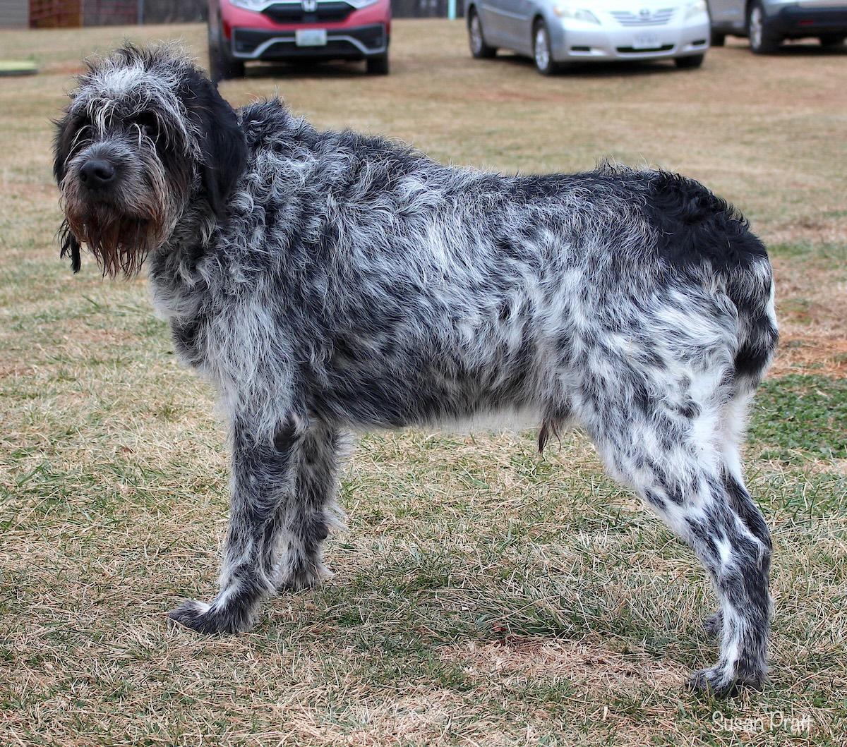 Enlarge Shamu, a ADOPTABLE mixed breed in Bedford, VA image 3/3