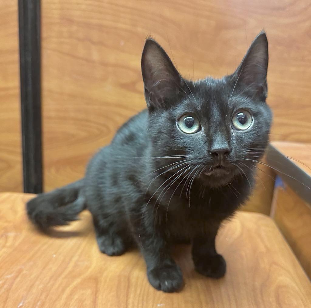 Tip, Baby Male Domestic Short Hair