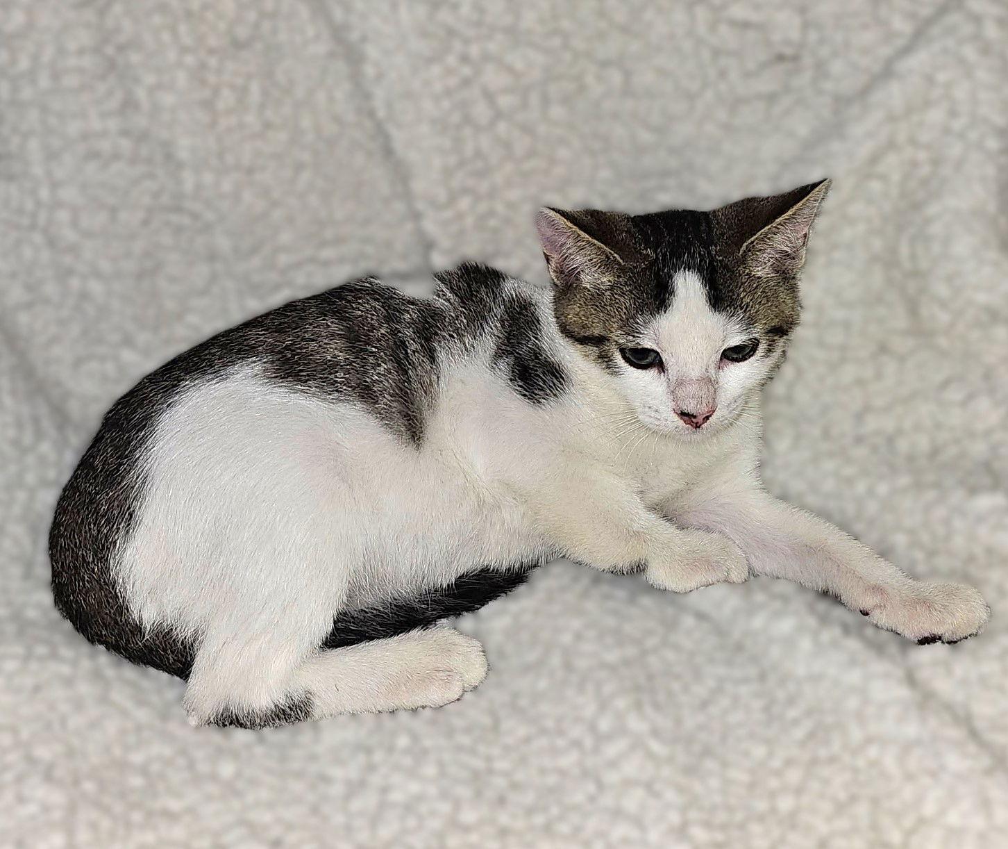 Enlarge Kol, a Adoptable Tabby in Fort Myers, FL image 1/1