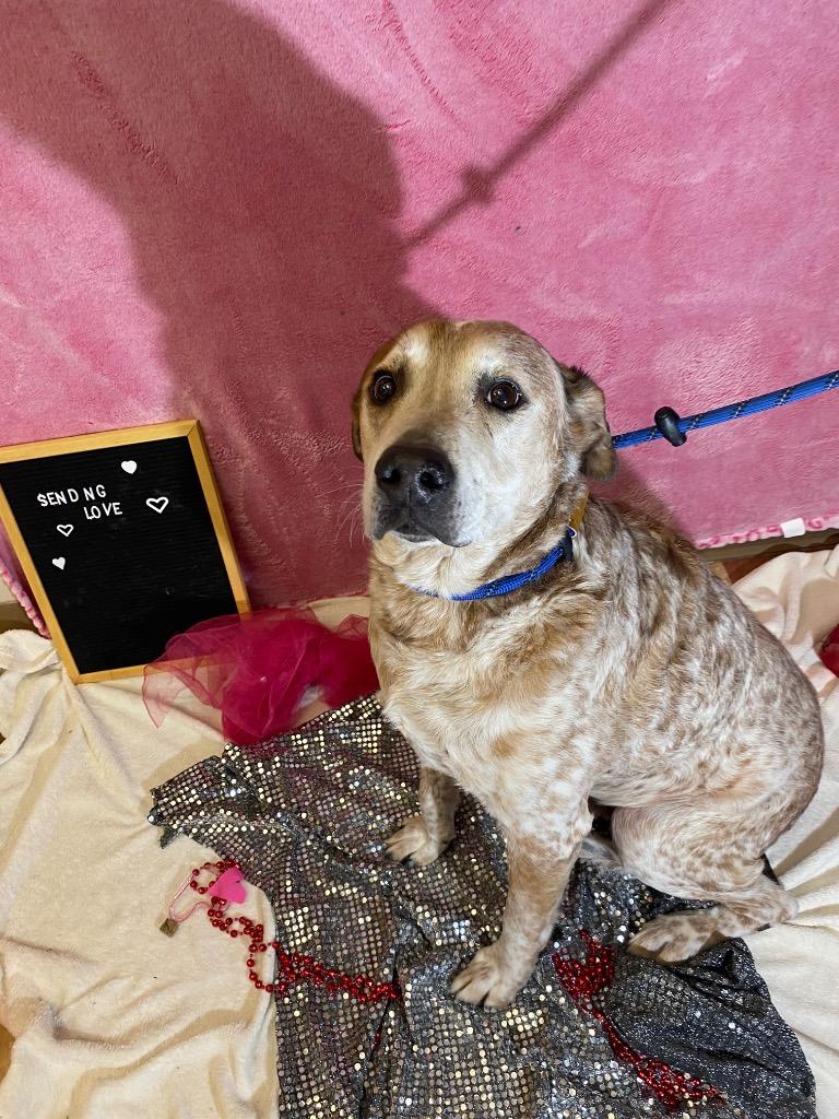 DIESEL, Adoptable, Senior Male Terrier & Australian Cattle Dog / Blue Heeler.