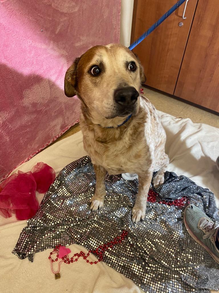 Enlarge DIESEL, a Adoptable mixed breed in Wintersville, OH image 2/3