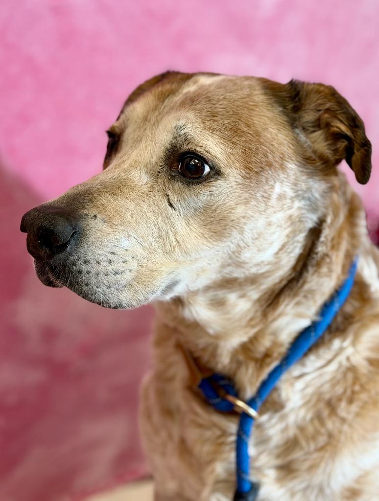 Enlarge DIESEL, a Adoptable mixed breed in Wintersville, OH image 3/3