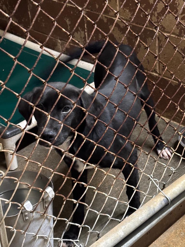 Bullet, Adoptable, Young Male Pit Bull Terrier & Golden Retriever.