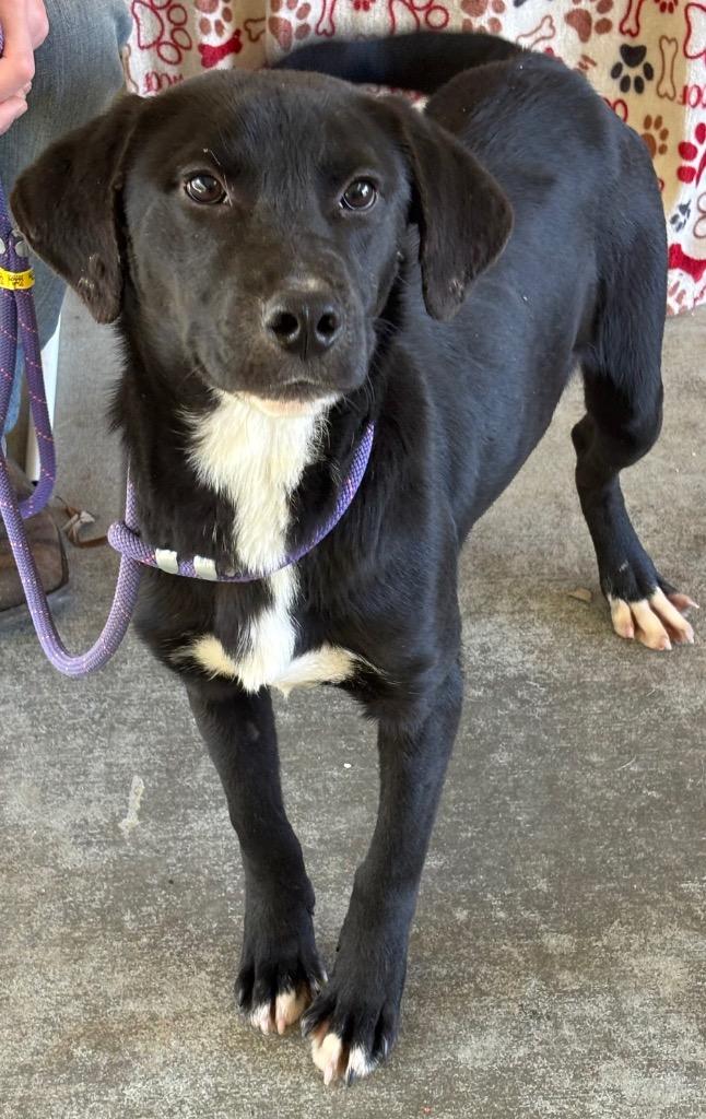 Enlarge Bullet, a Adoptable mixed breed in Swainsboro, GA image 3/5