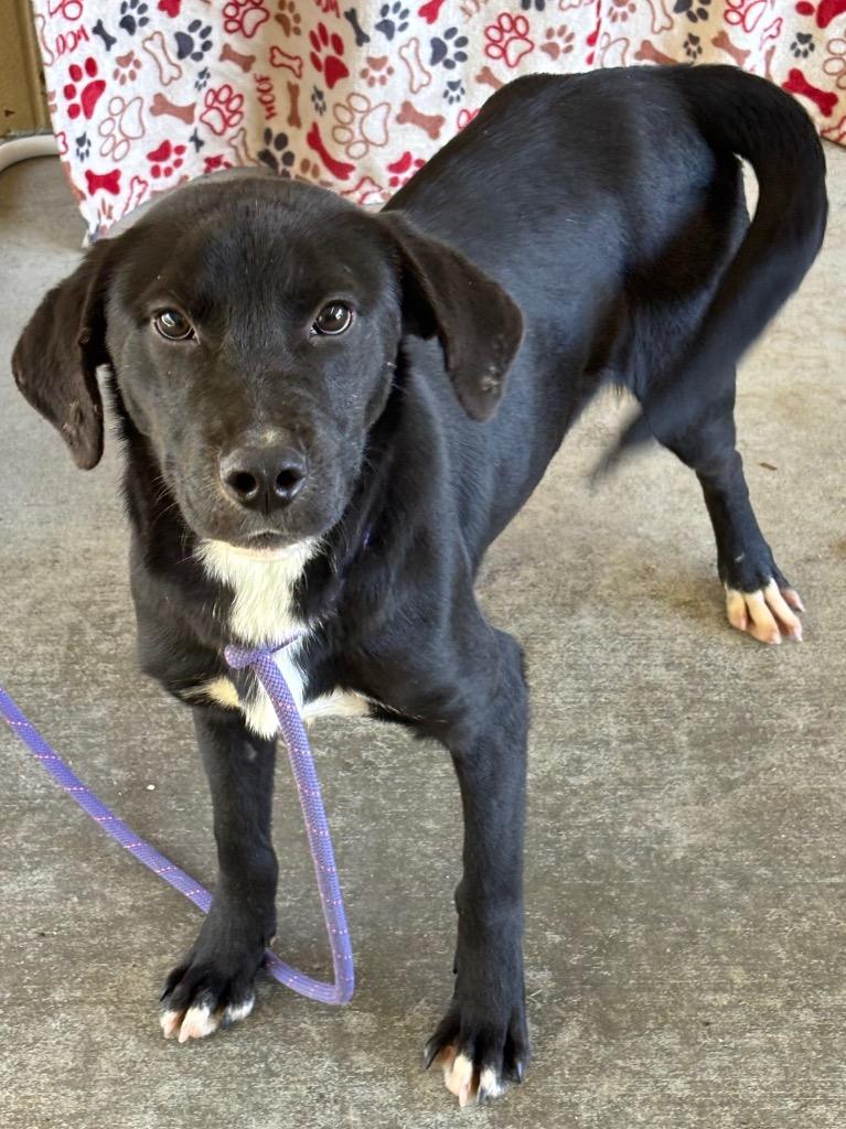 Enlarge Bullet, a Adoptable mixed breed in Swainsboro, GA image 5/5