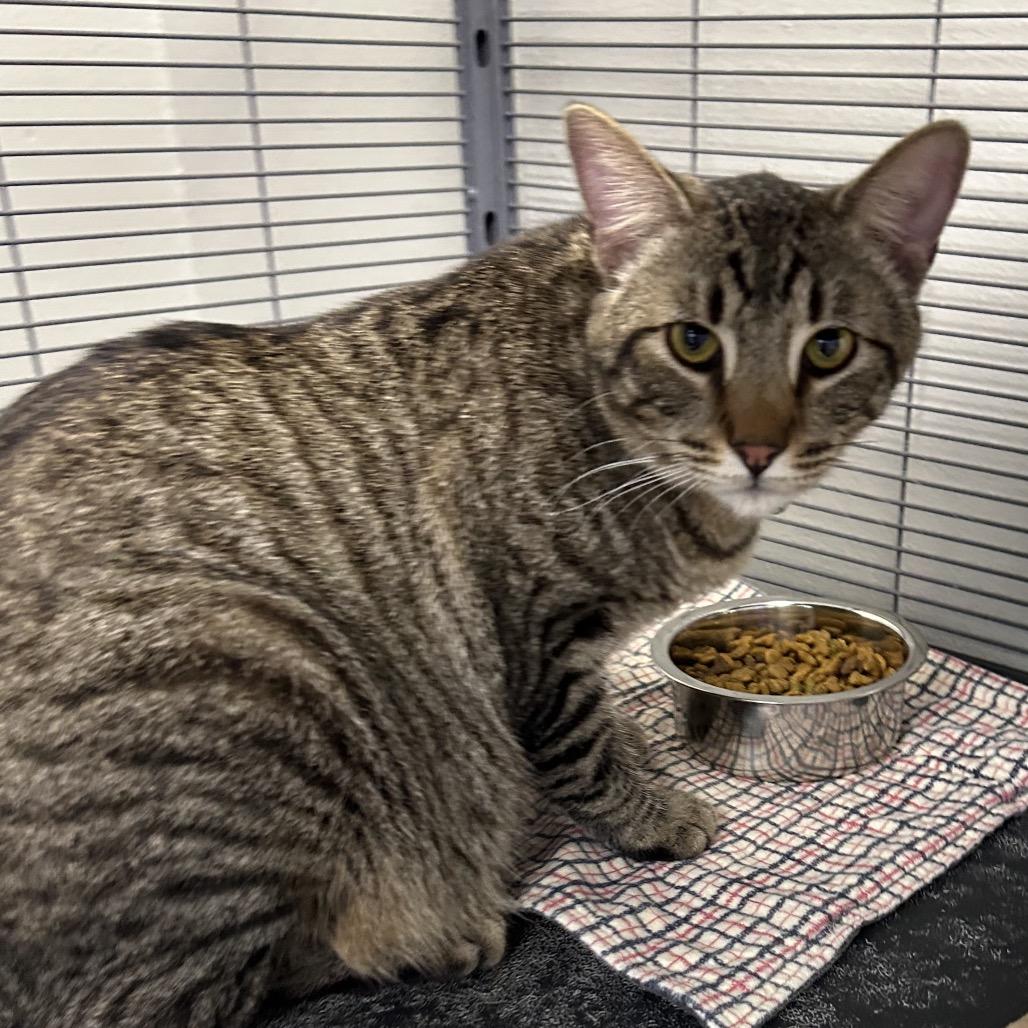 Dennis The Menace, Adoptable, Adult Male Domestic Short Hair.