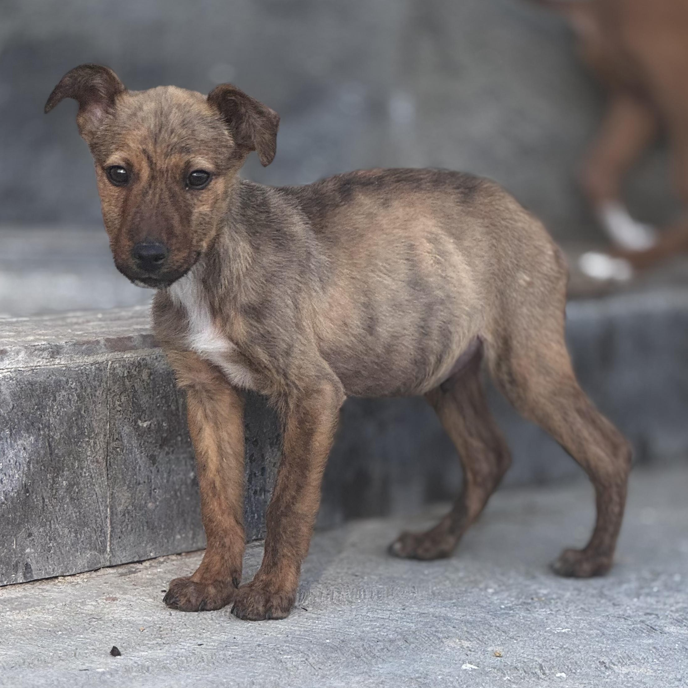 Sebastian — thumbnail 6