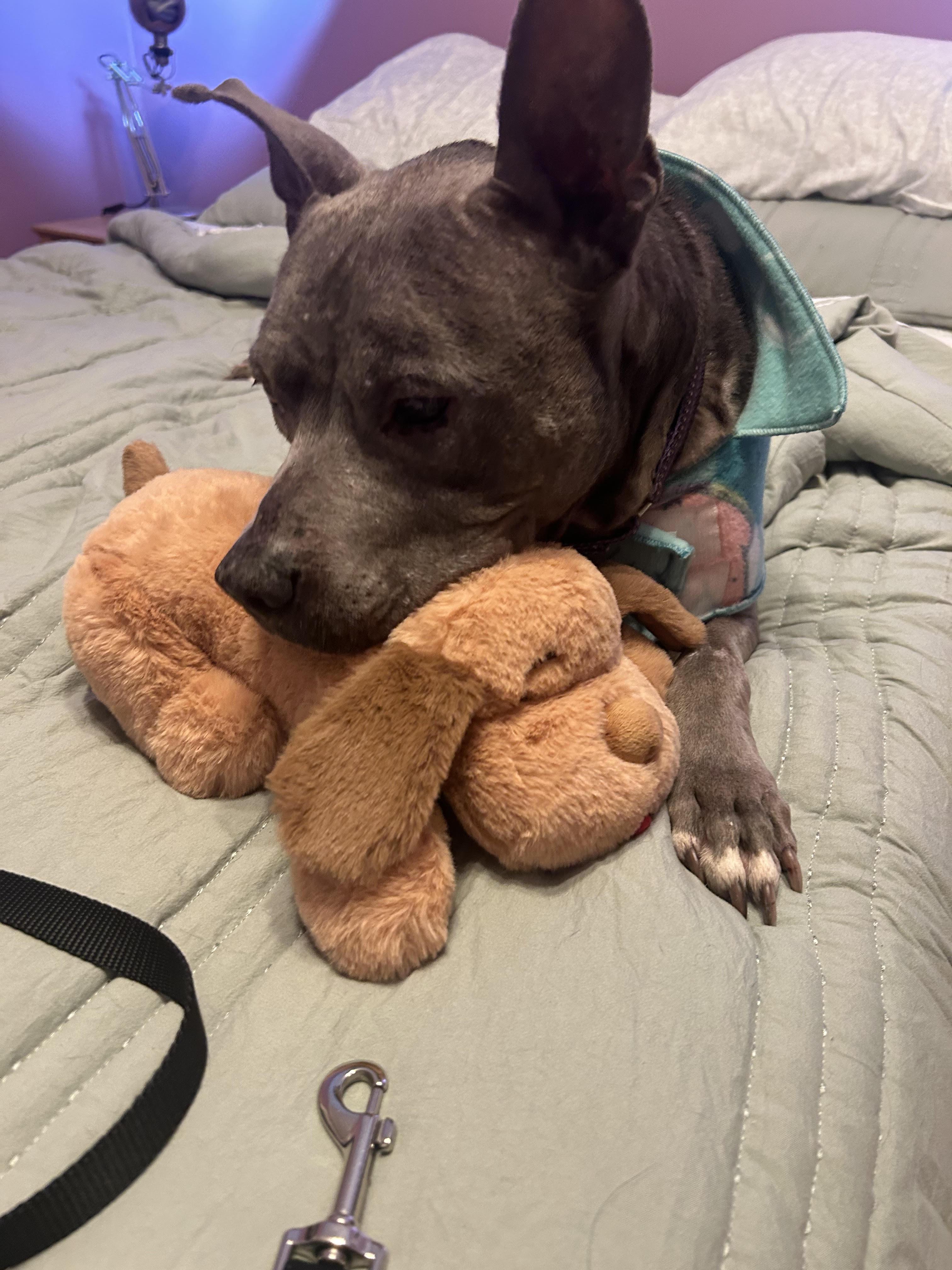 Enlarge Prudence, a ADOPTABLE mixed breed in Cleveland, OH image 5/5