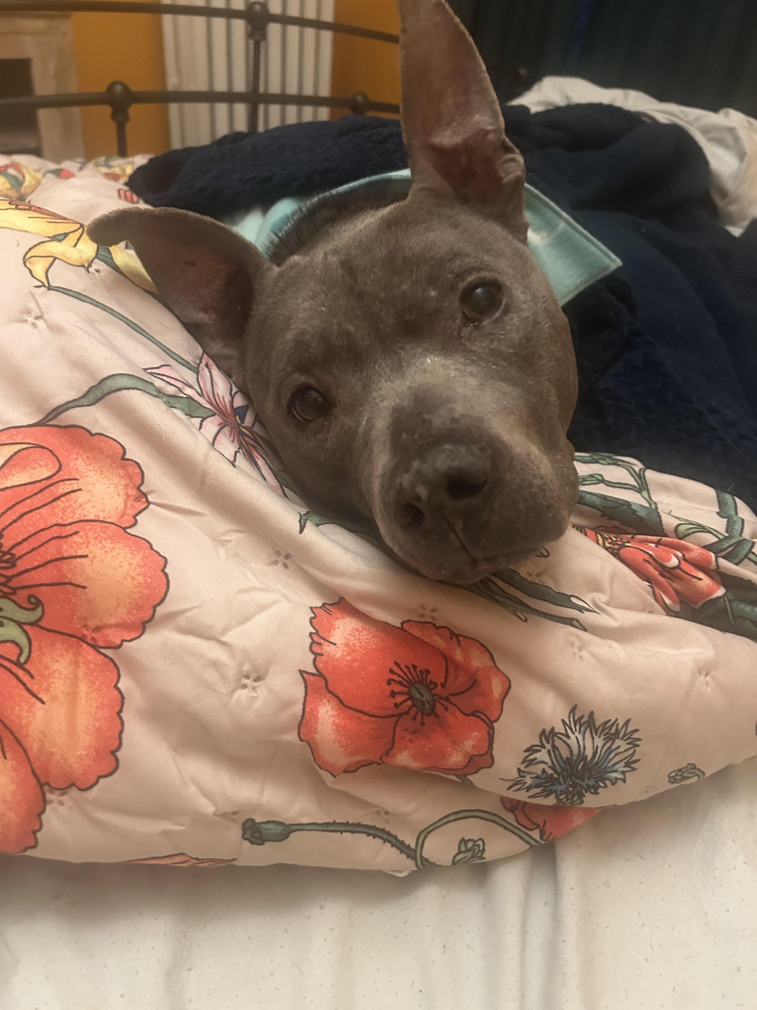 Enlarge Prudence, a ADOPTABLE mixed breed in Cleveland, OH image 4/5