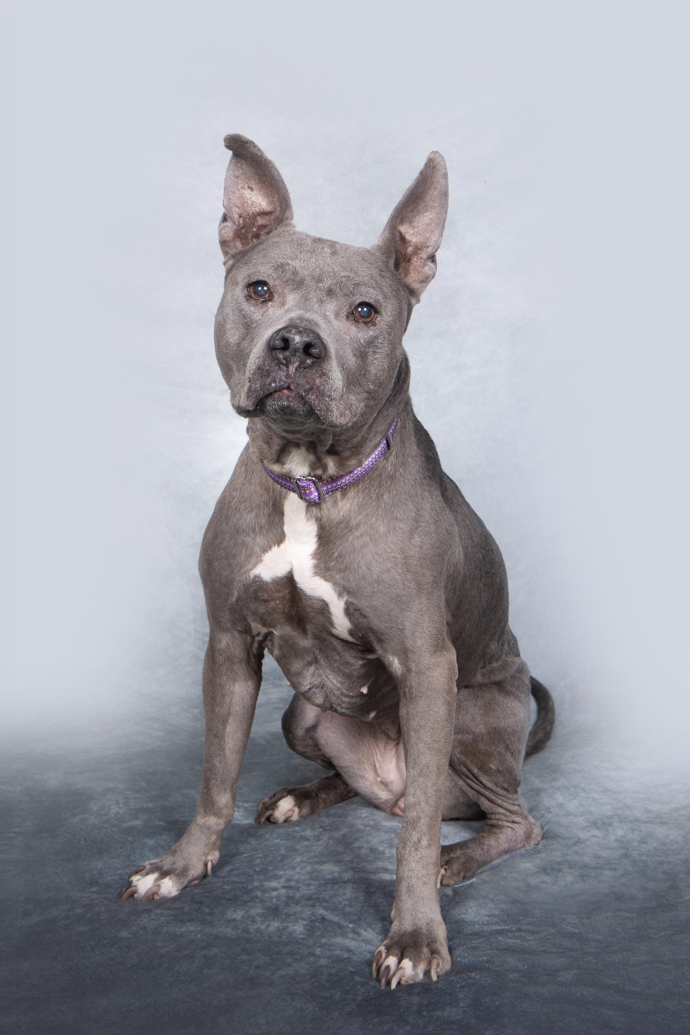 Prudence, ADOPTABLE, Senior Female Pit Bull Terrier.