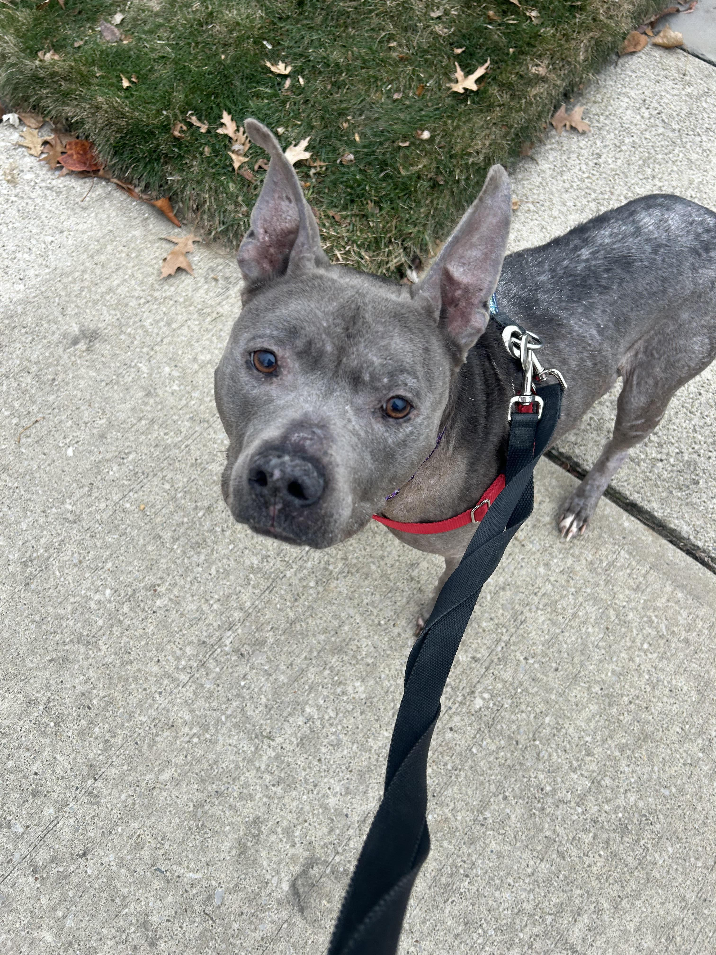 Enlarge Prudence, a ADOPTABLE mixed breed in Cleveland, OH image 2/5