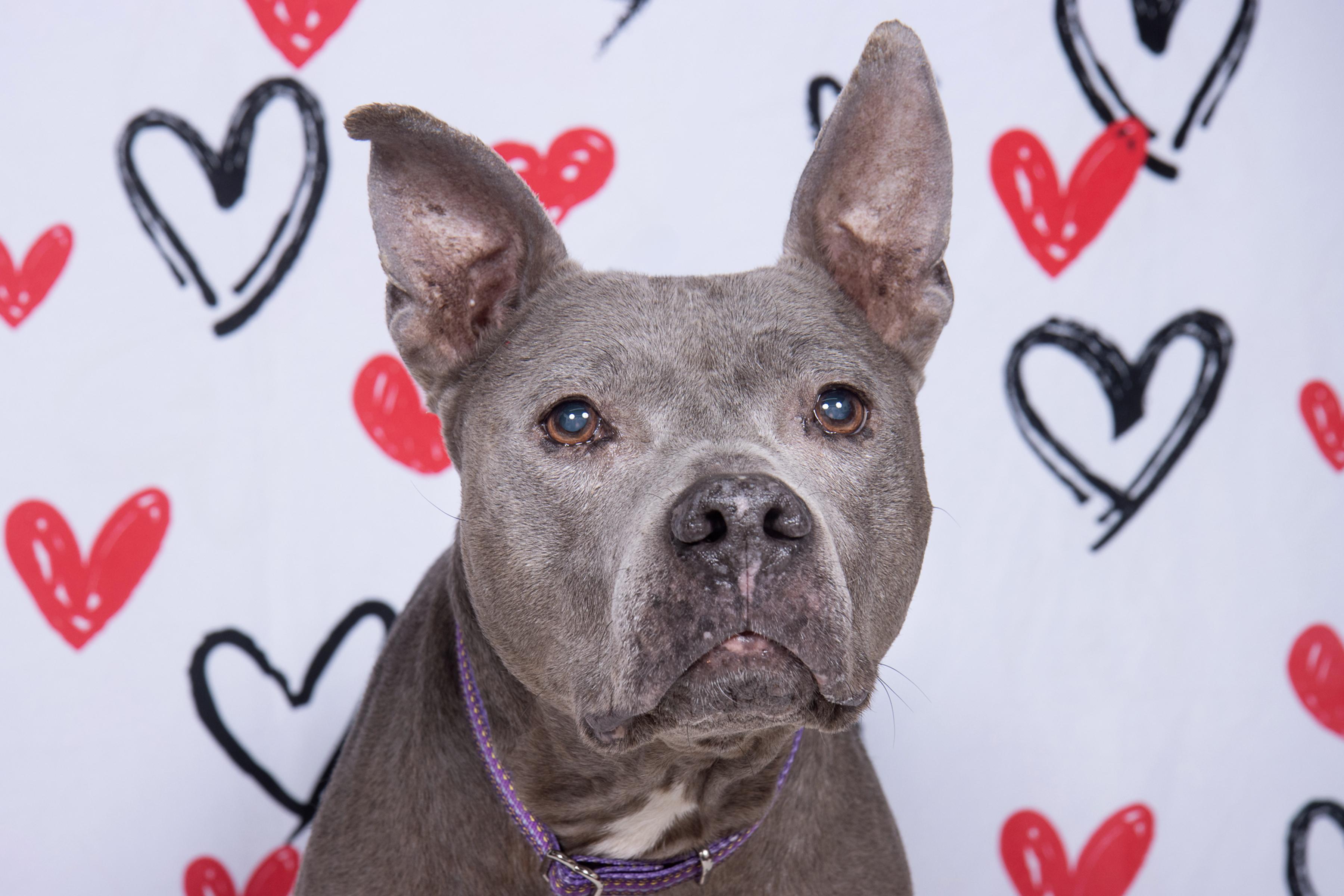 Enlarge Prudence, a ADOPTABLE mixed breed in Cleveland, OH image 4/6