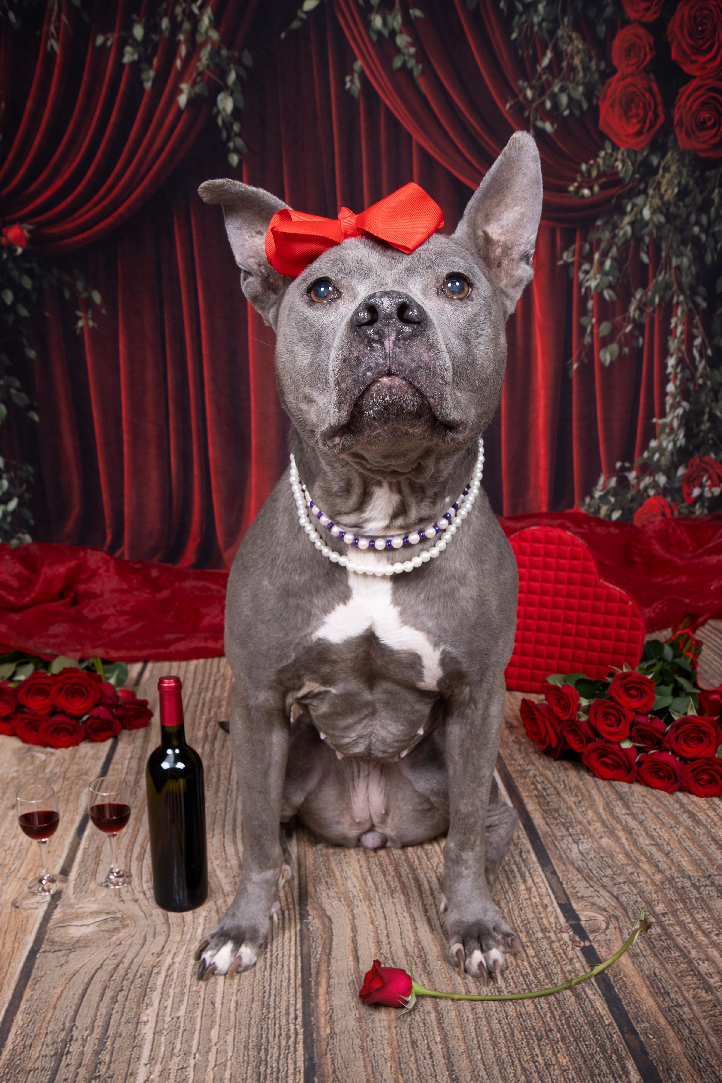 Enlarge Prudence, a ADOPTABLE mixed breed in Cleveland, OH image 3/6