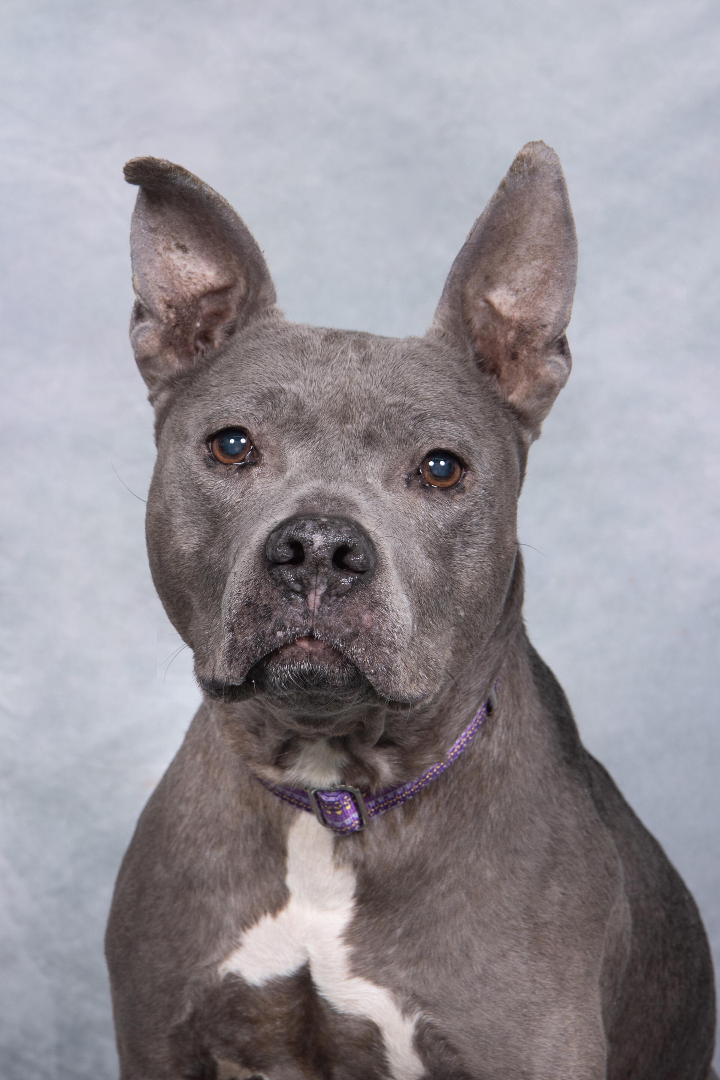 Enlarge Prudence, a ADOPTABLE mixed breed in Cleveland, OH image 5/6