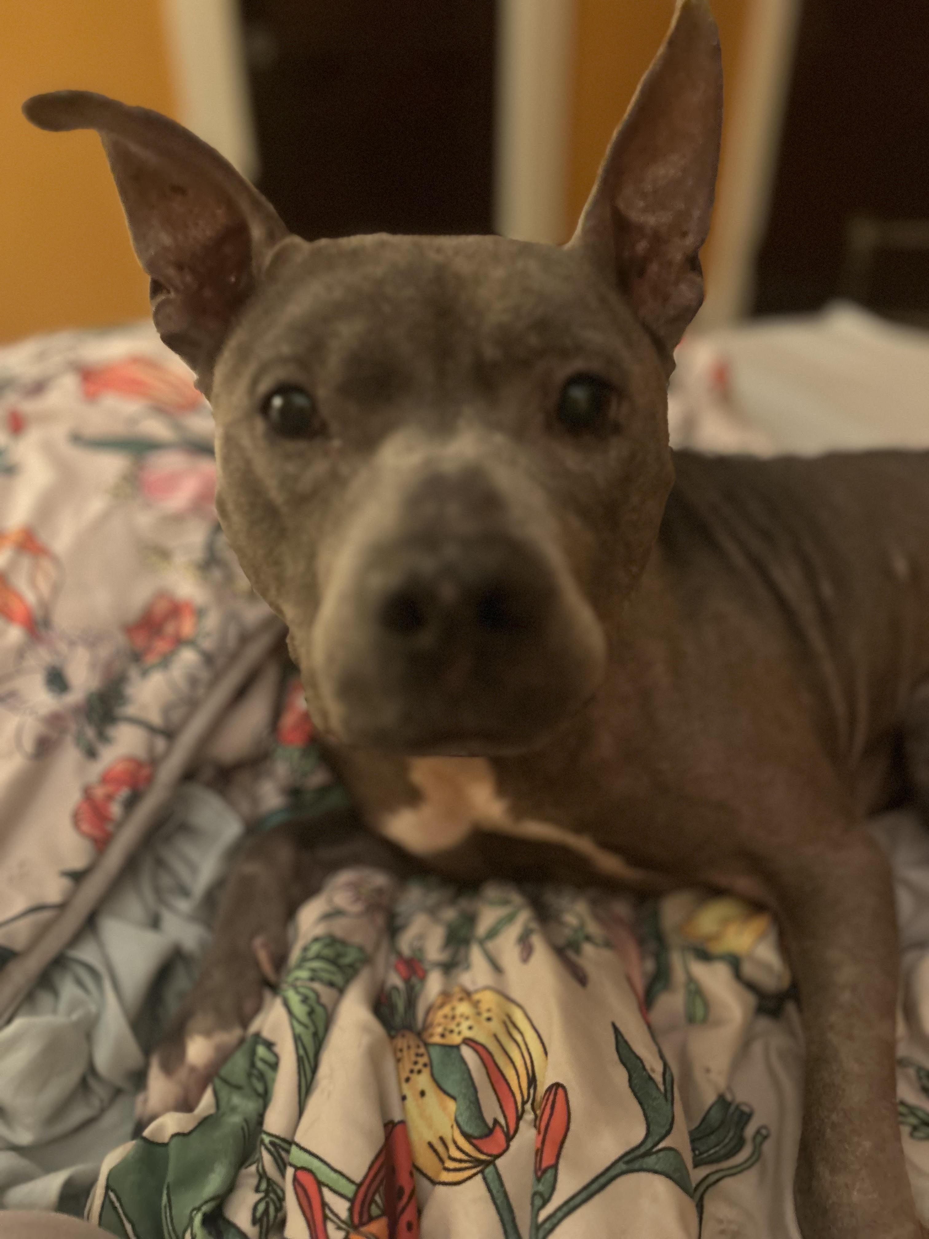 Enlarge Prudence, a ADOPTABLE mixed breed in Cleveland, OH image 1/5