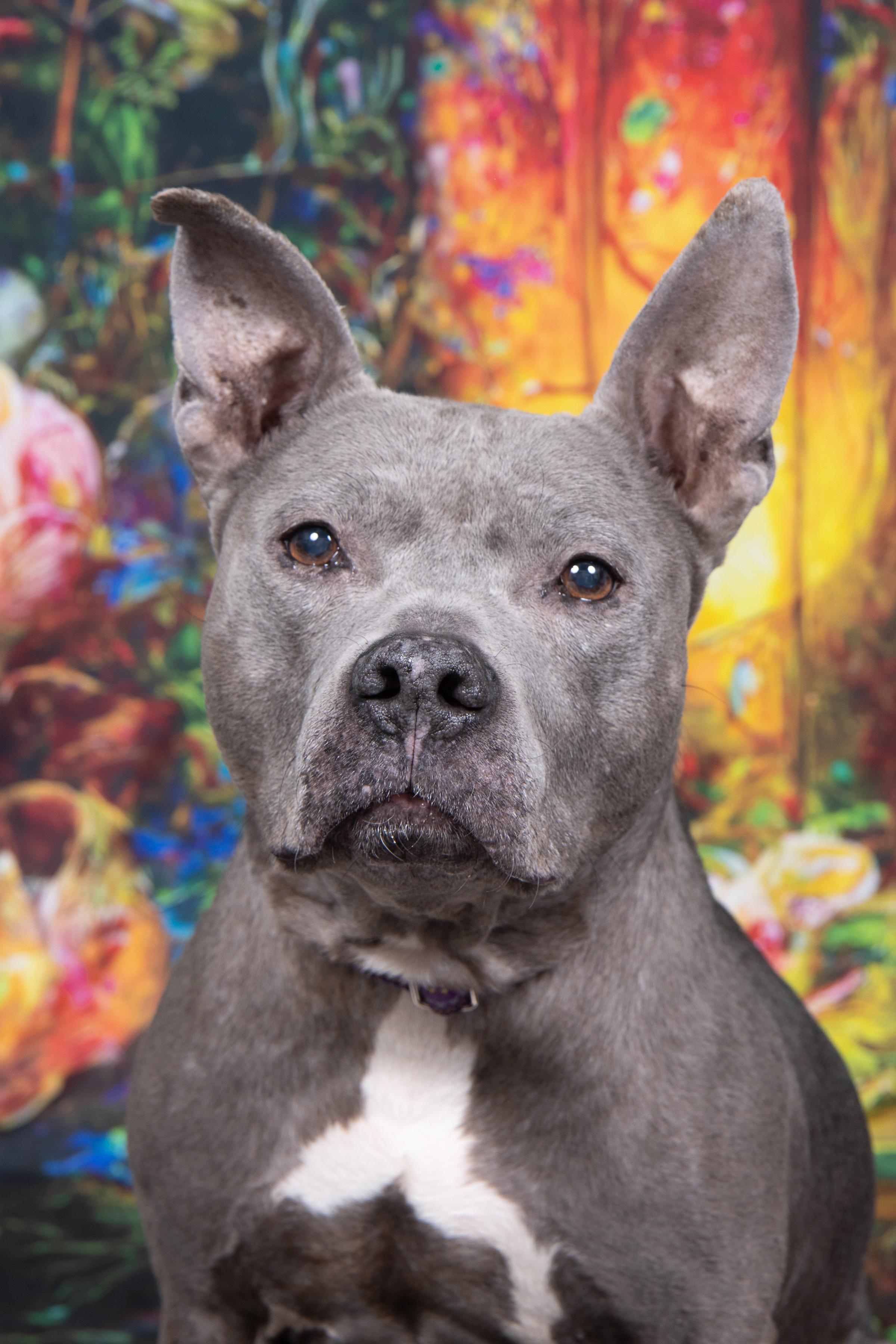 Enlarge Prudence, a ADOPTABLE mixed breed in Cleveland, OH image 6/6