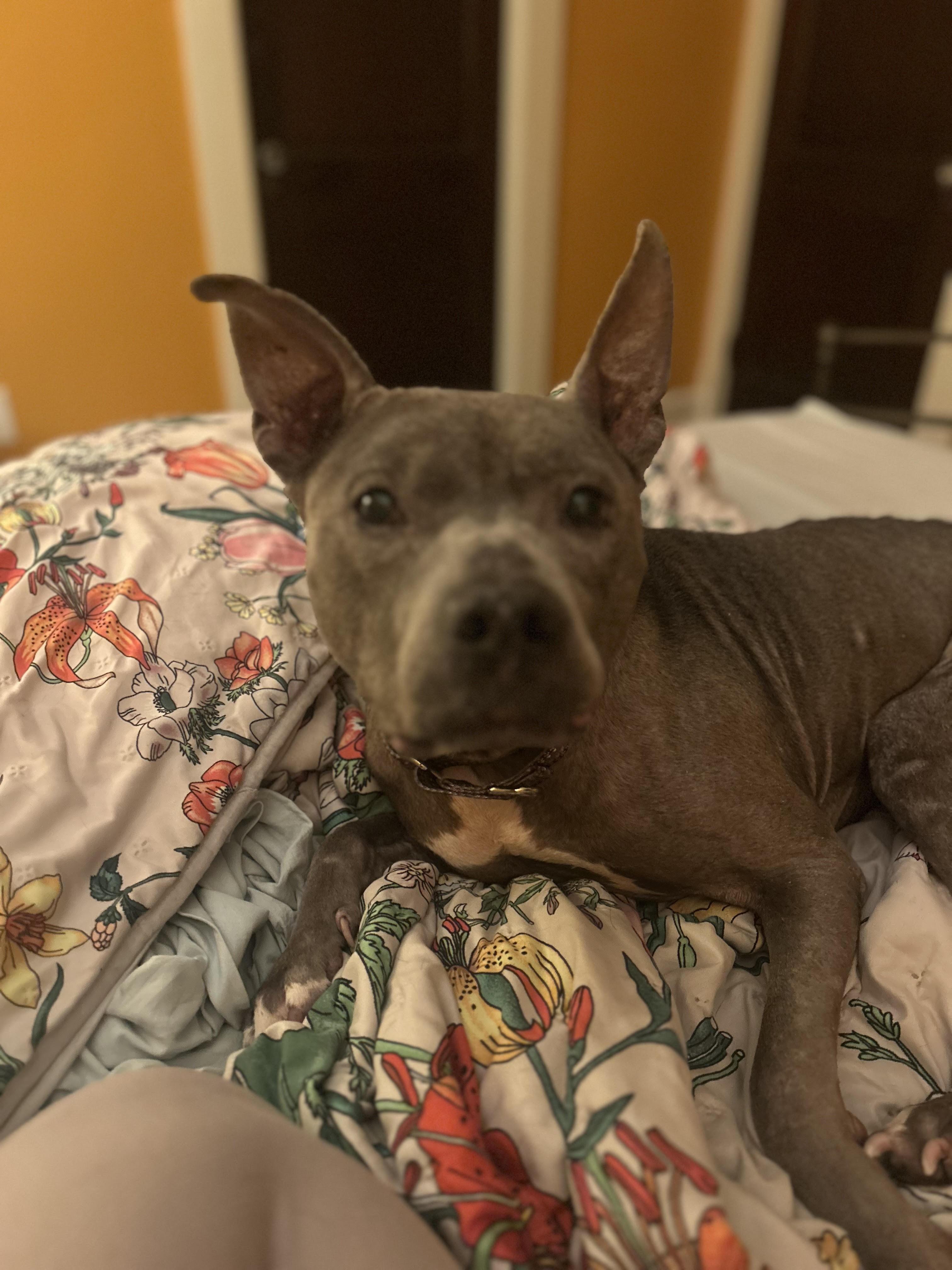 Enlarge Prudence, a ADOPTABLE mixed breed in Cleveland, OH image 3/5