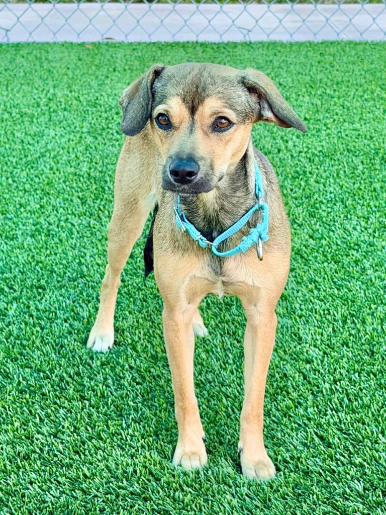 Enlarge Chelly, a Adoptable mixed breed in Cape Coral, FL image 1/1
