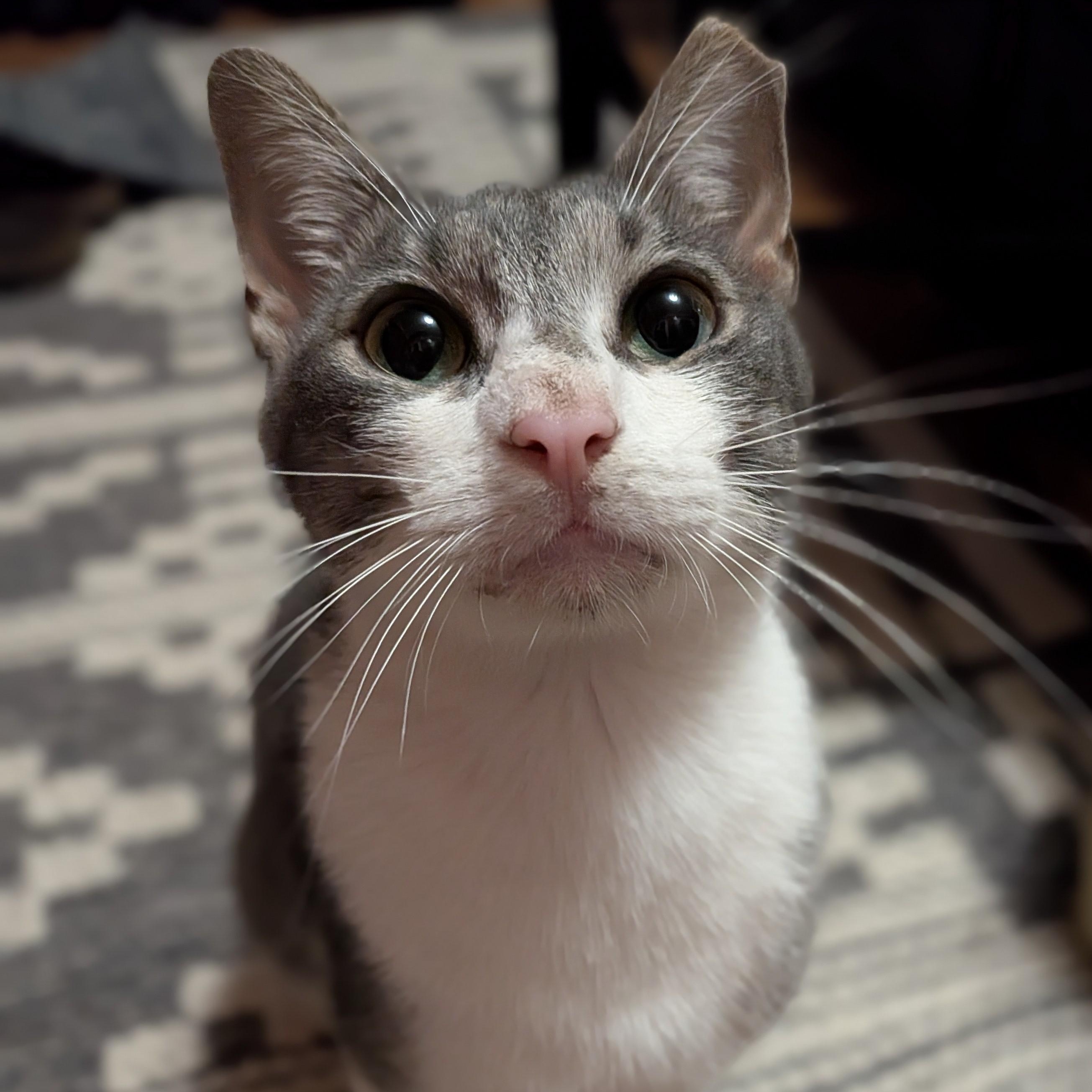Enlarge Eli, a Adoptable Domestic Short Hair in Bloomfield, NJ image 5/6