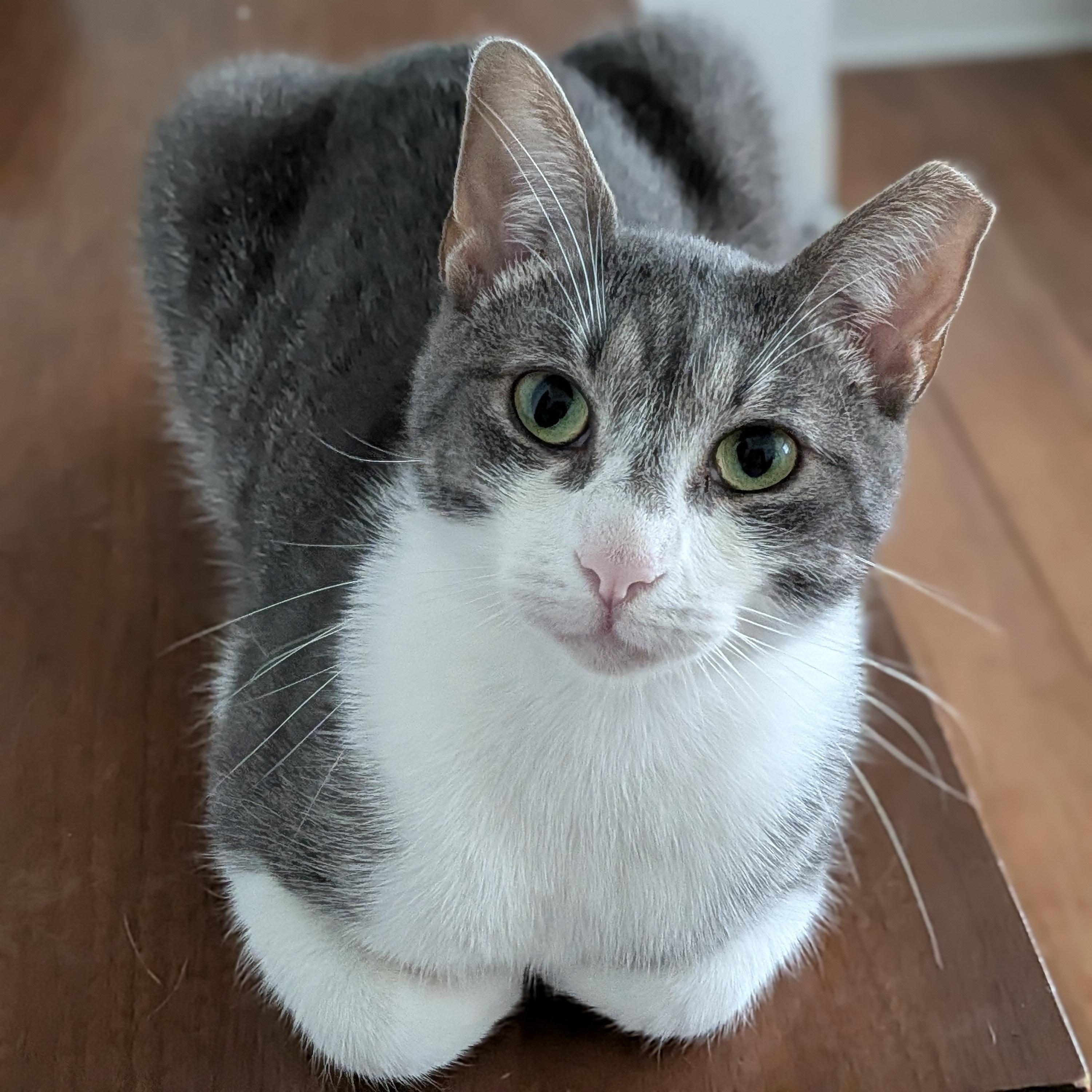 Enlarge Eli, a Adoptable Domestic Short Hair in Bloomfield, NJ image 4/6