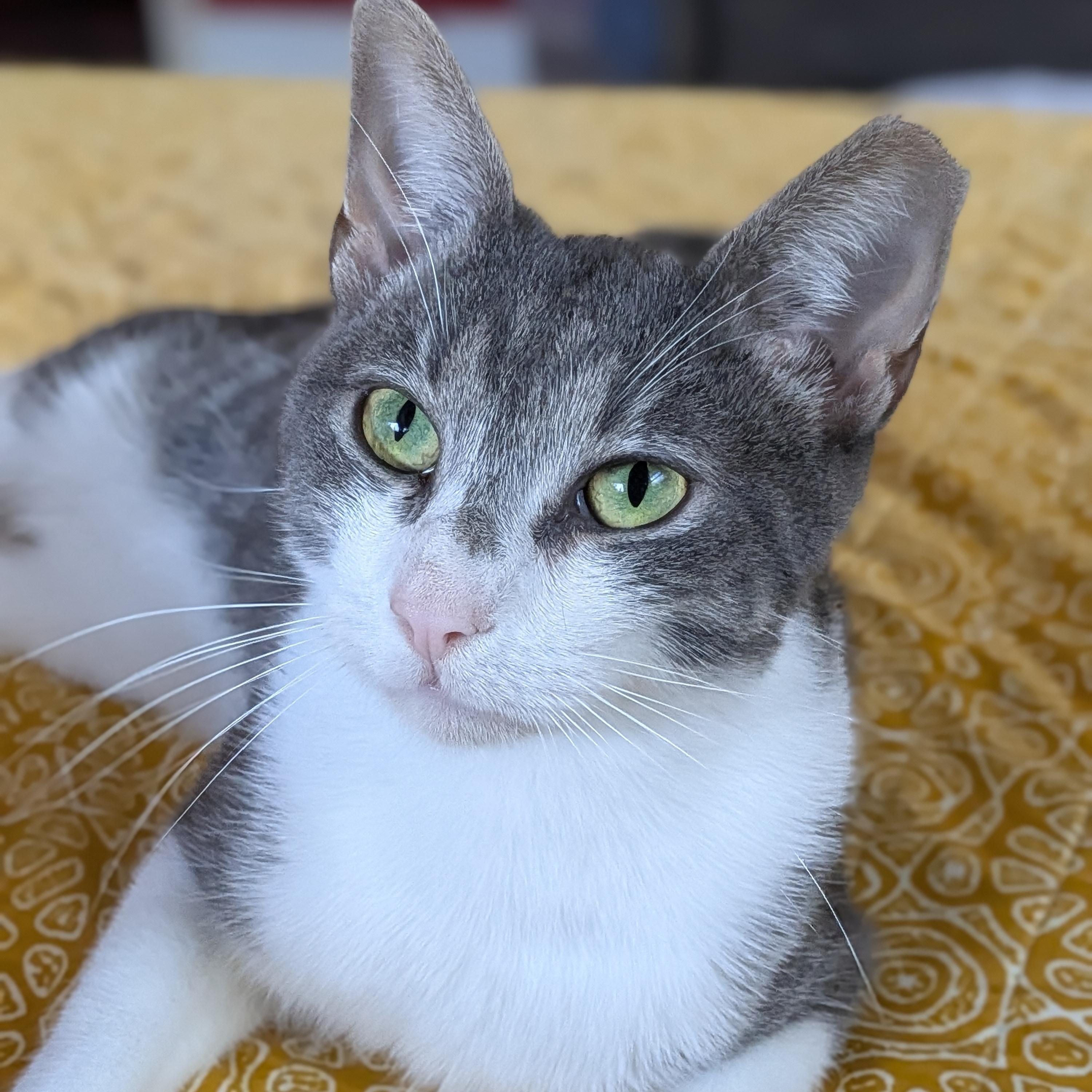 Enlarge Eli, a Adoptable Domestic Short Hair in Bloomfield, NJ image 1/6