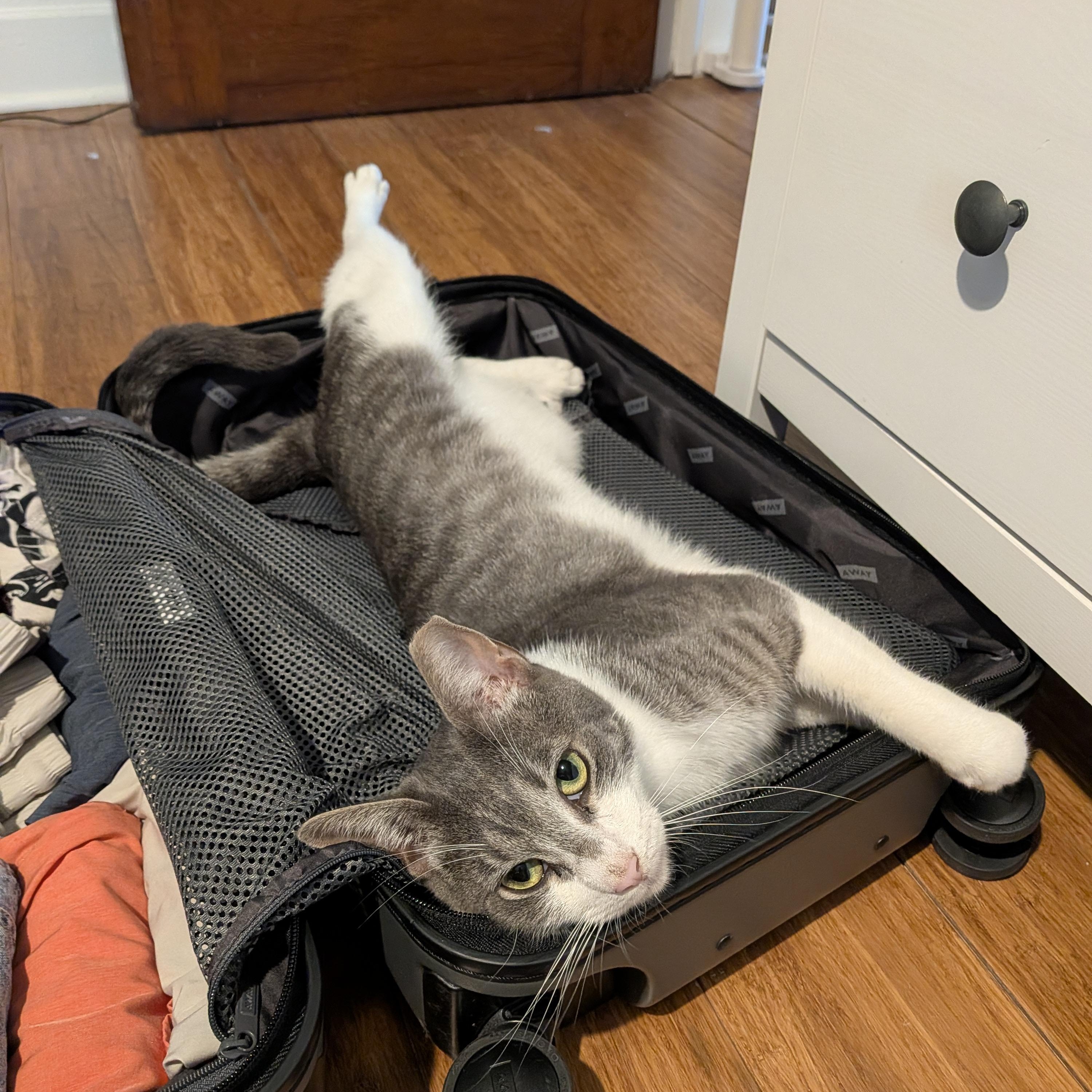 Enlarge Eli, a Adoptable Domestic Short Hair in Bloomfield, NJ image 6/6