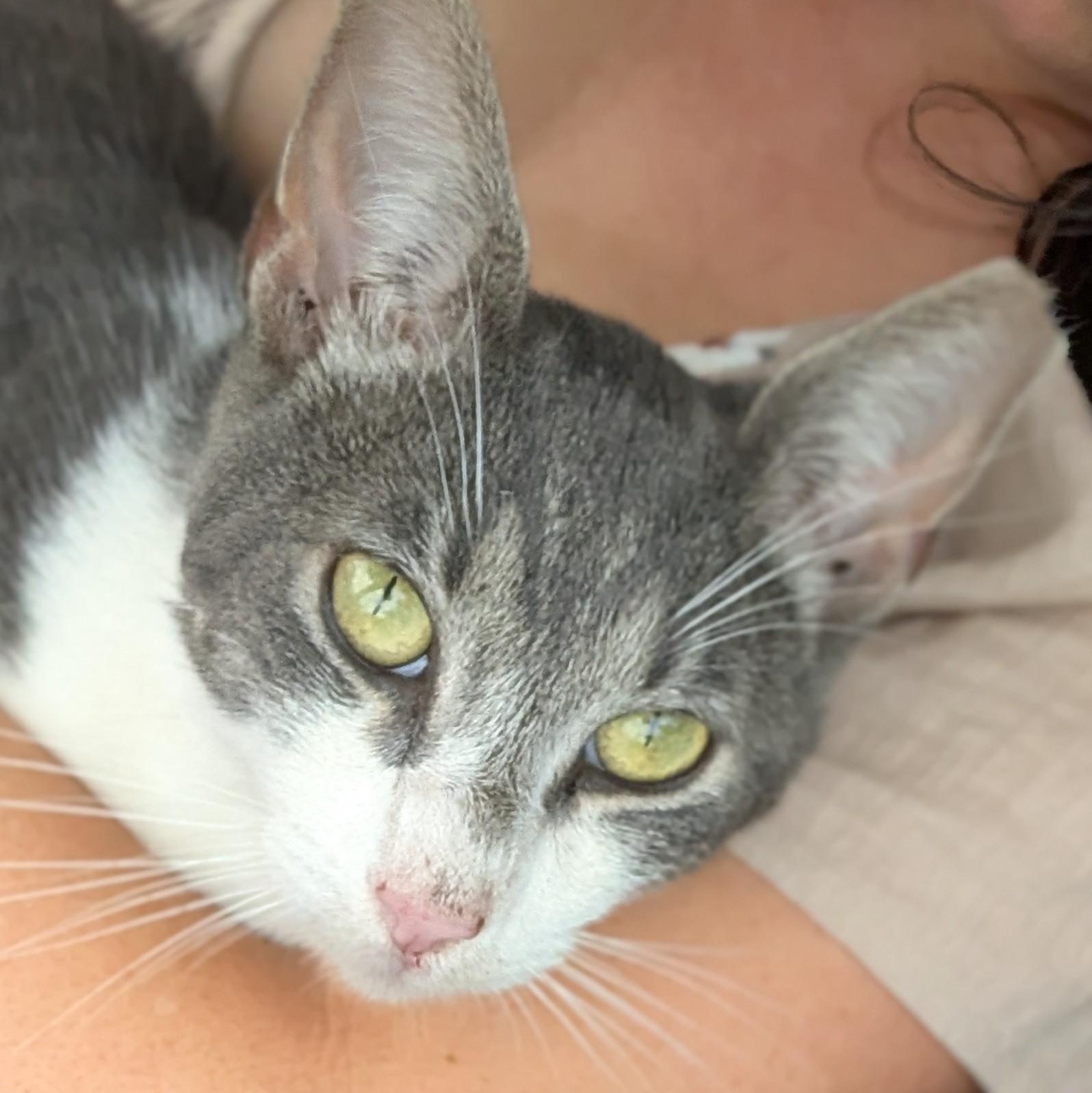 Enlarge Eli, a Adoptable Domestic Short Hair in Bloomfield, NJ image 3/6