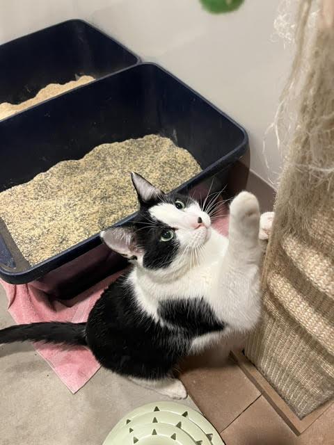 Eddie Munster, a Adopted Domestic Short Hair in Chicago, IL image 3/4