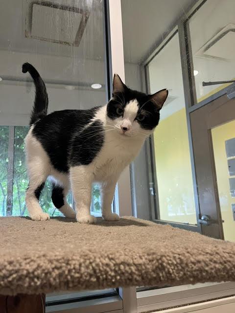 Eddie Munster, a Adopted Domestic Short Hair in Chicago, IL image 2/4