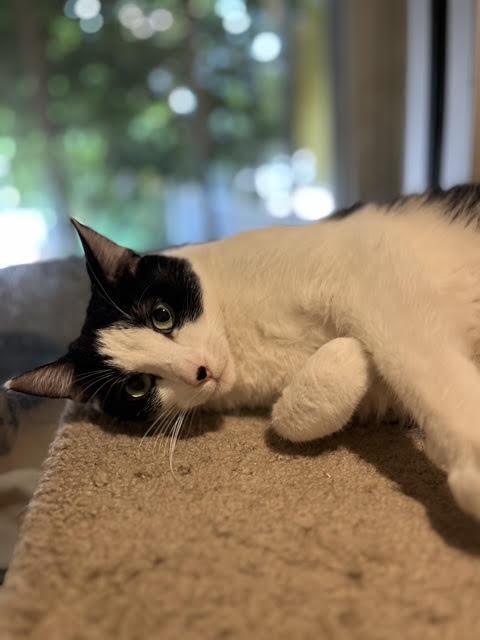 Eddie Munster, Adopted, Young Male Domestic Short Hair.