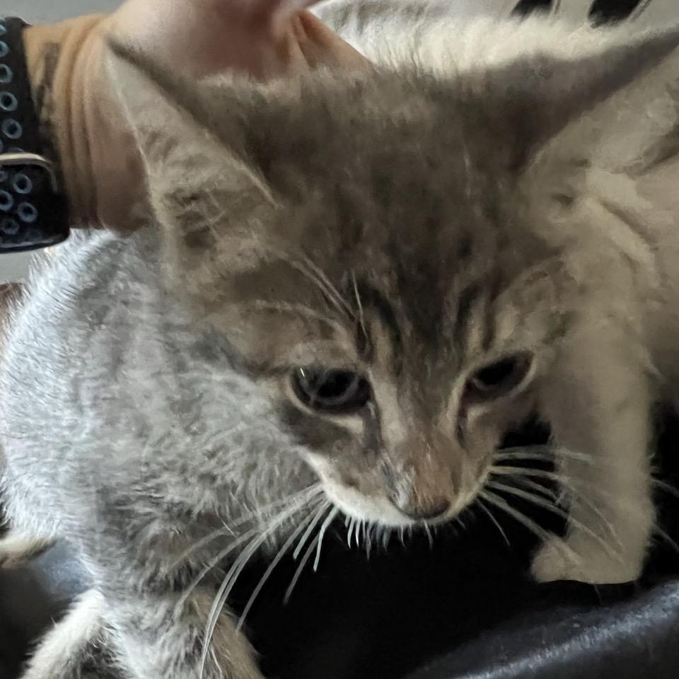 Pistachio, Adoptable, Young Male Domestic Short Hair.