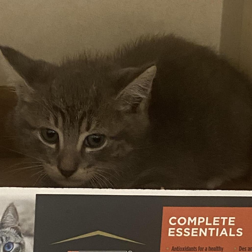 Enlarge Pistachio, a Adoptable Domestic Short Hair in Westminster, CA image 2/2