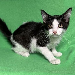 Rachel, ADOPTABLE, Kitten Female Domestic Medium Hair.