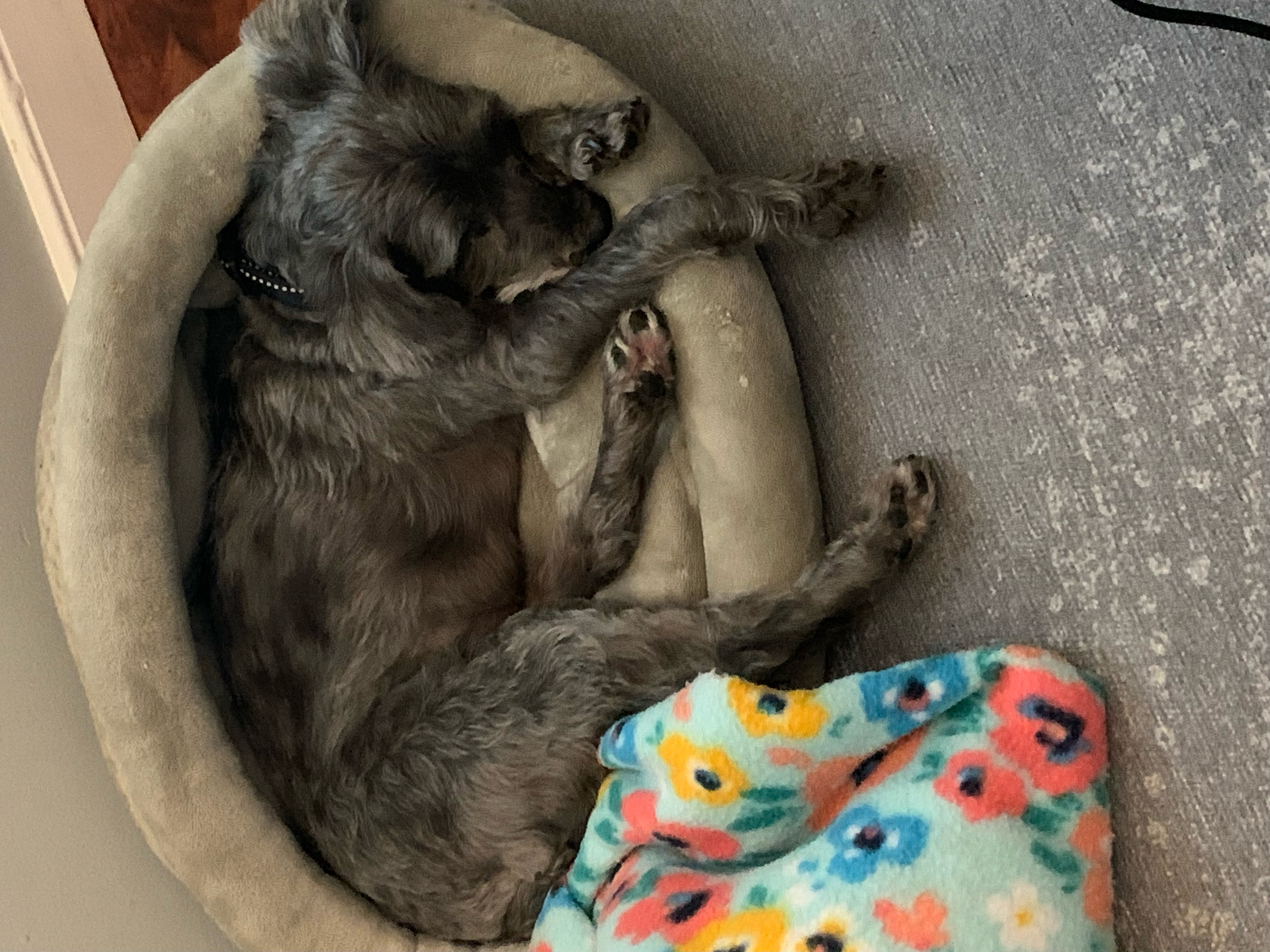Enlarge Loki, a Adopted Schnoodle in Millersville, MD image 4/5