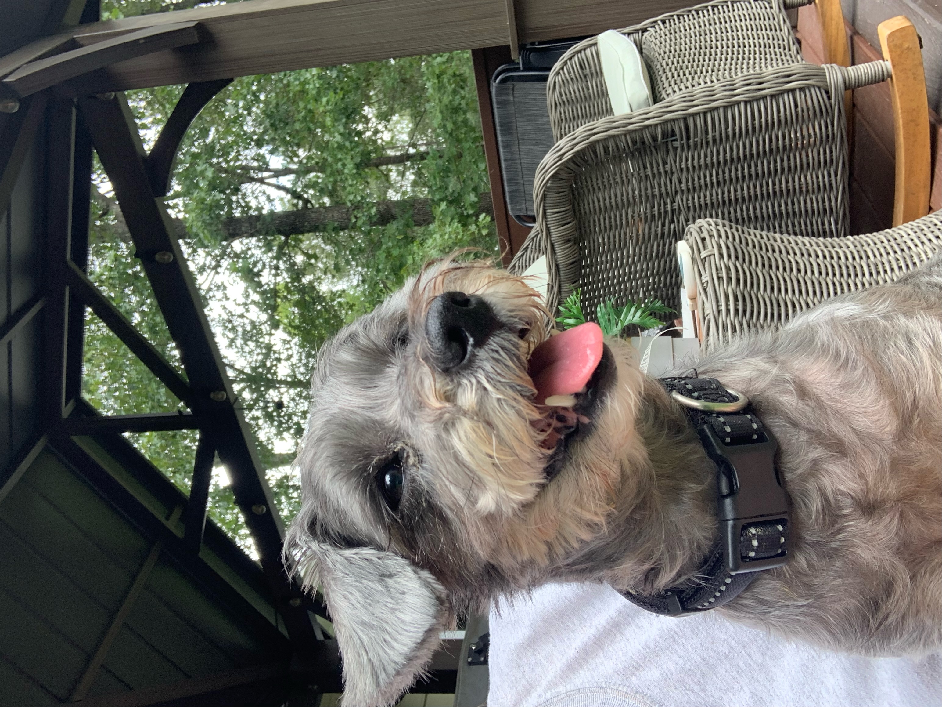 Loki, Adopted, Young Female Schnoodle.