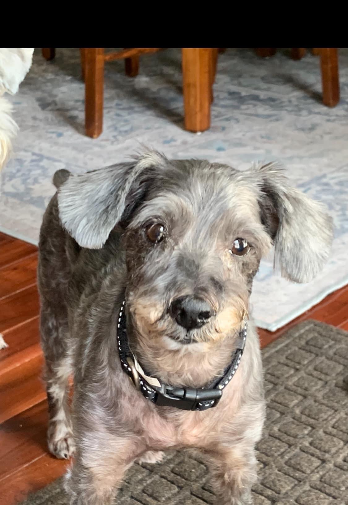 Enlarge Loki, a Adopted Schnoodle in Millersville, MD image 2/5
