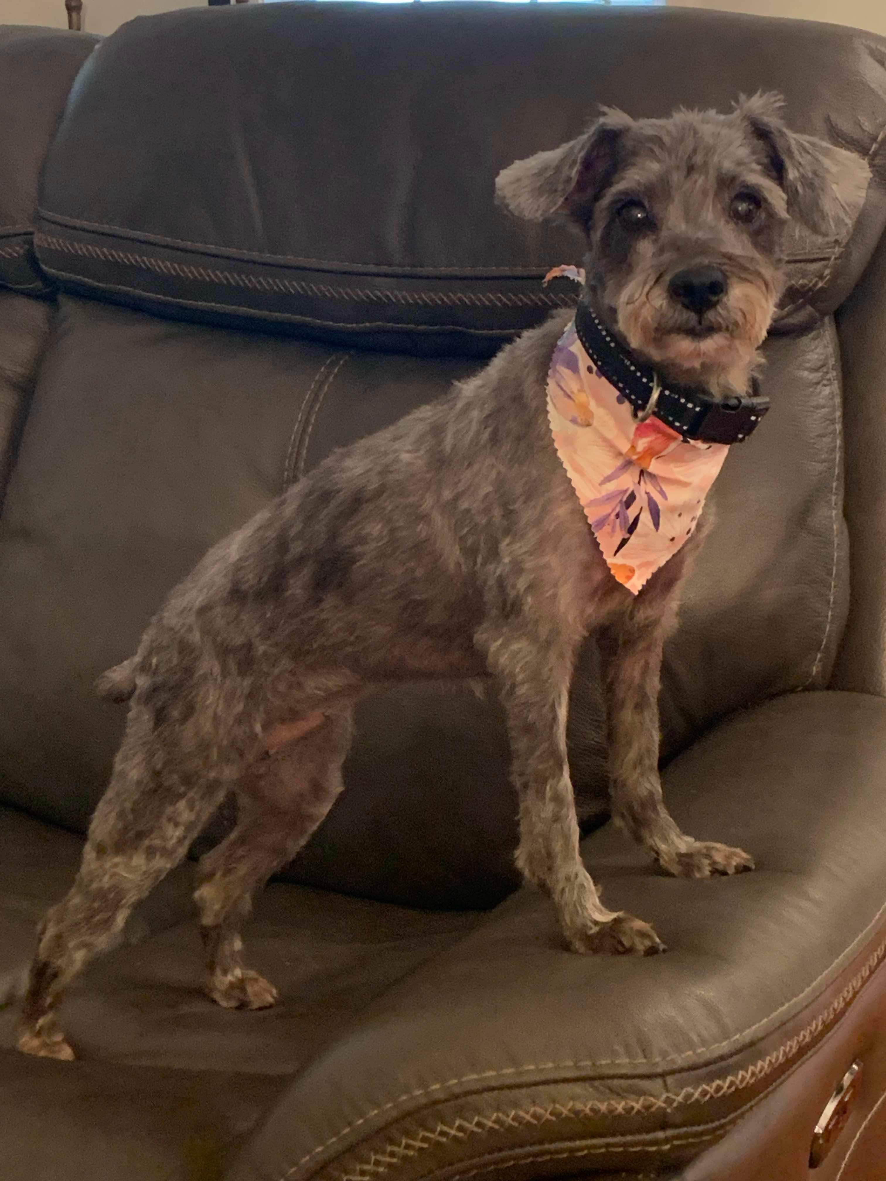 Enlarge Loki, a Adopted Schnoodle in Millersville, MD image 3/5