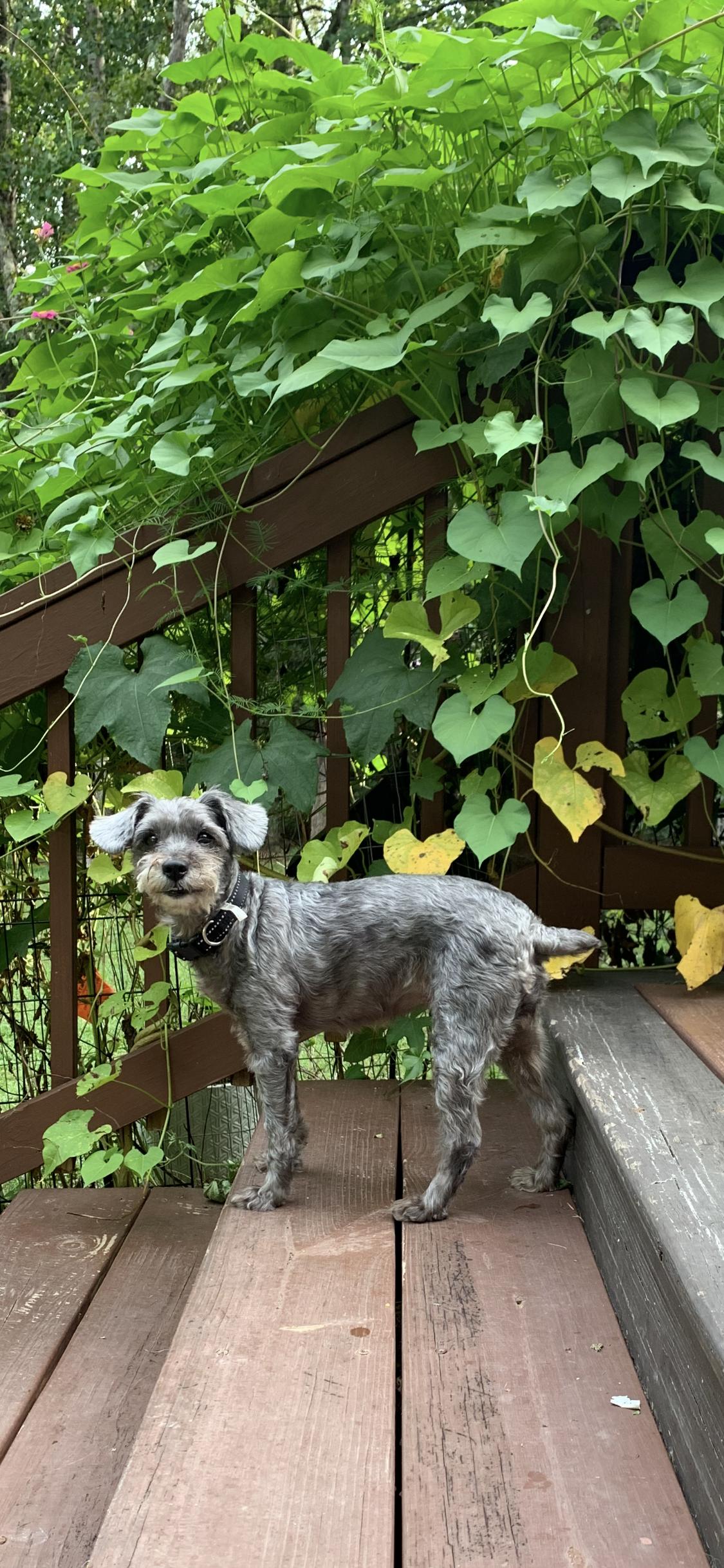 Enlarge Loki, a Adopted Schnoodle in Millersville, MD image 5/5