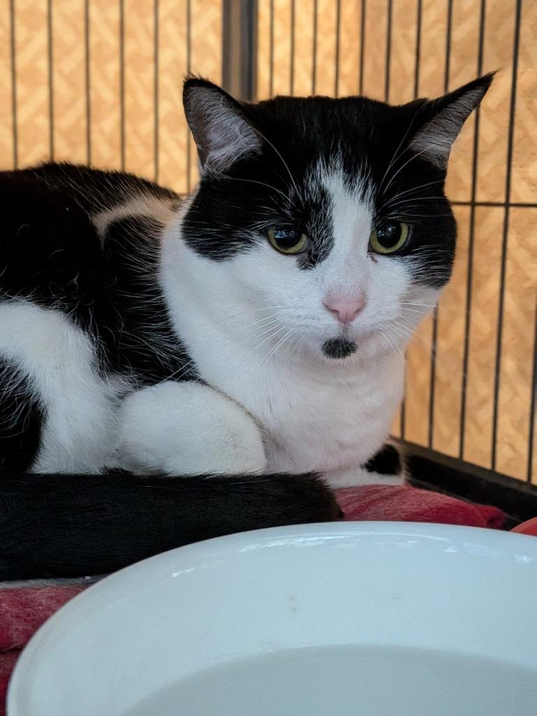 MAGGIE, Adopted, Adult Female Domestic Short Hair.