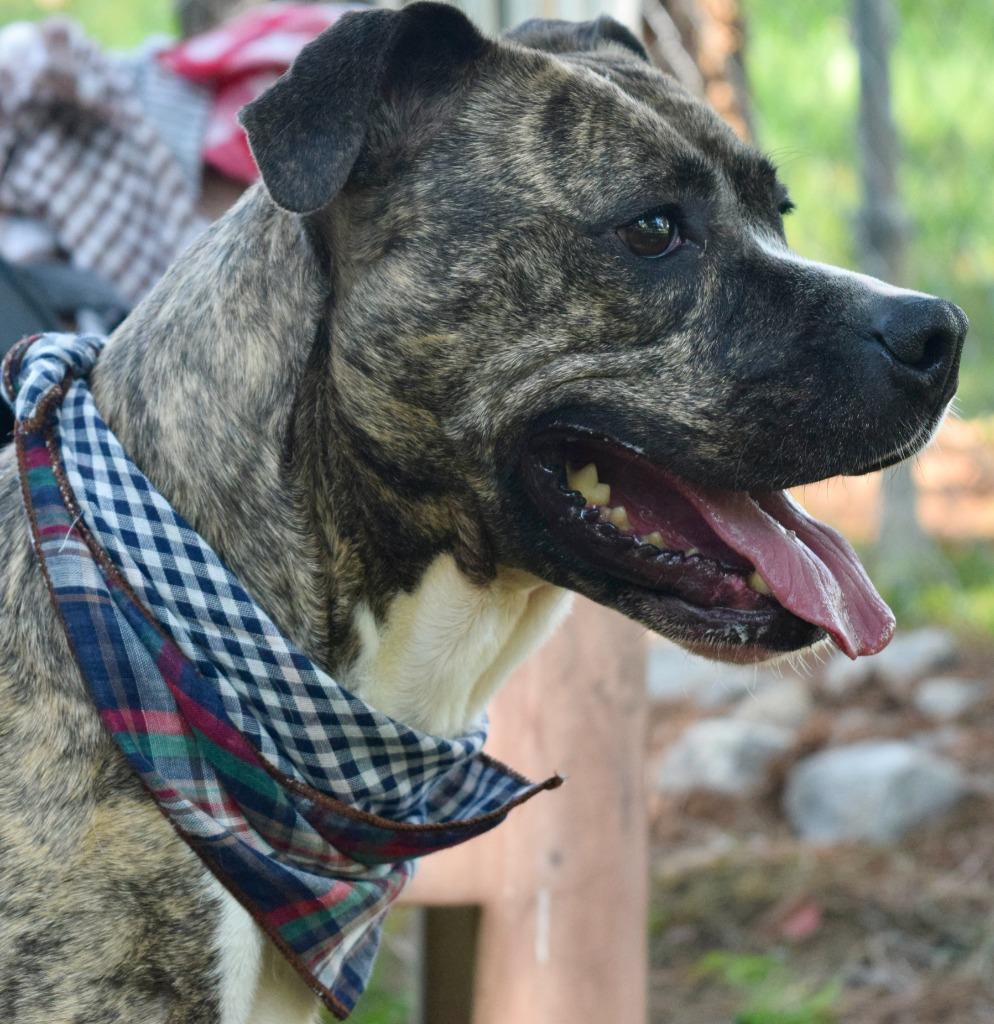 Sierra, Adopted, Adult Female Pit Bull Terrier & Boxer.